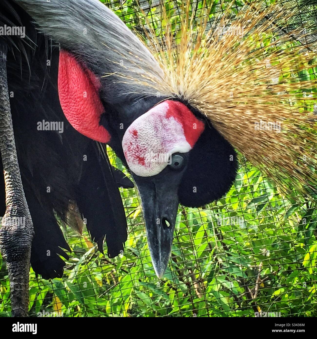 Close-up of the head of a grey or African crowned crane at Kuala Lumpur Bird Park, Malaysia - Smartphone Captured Stock Image