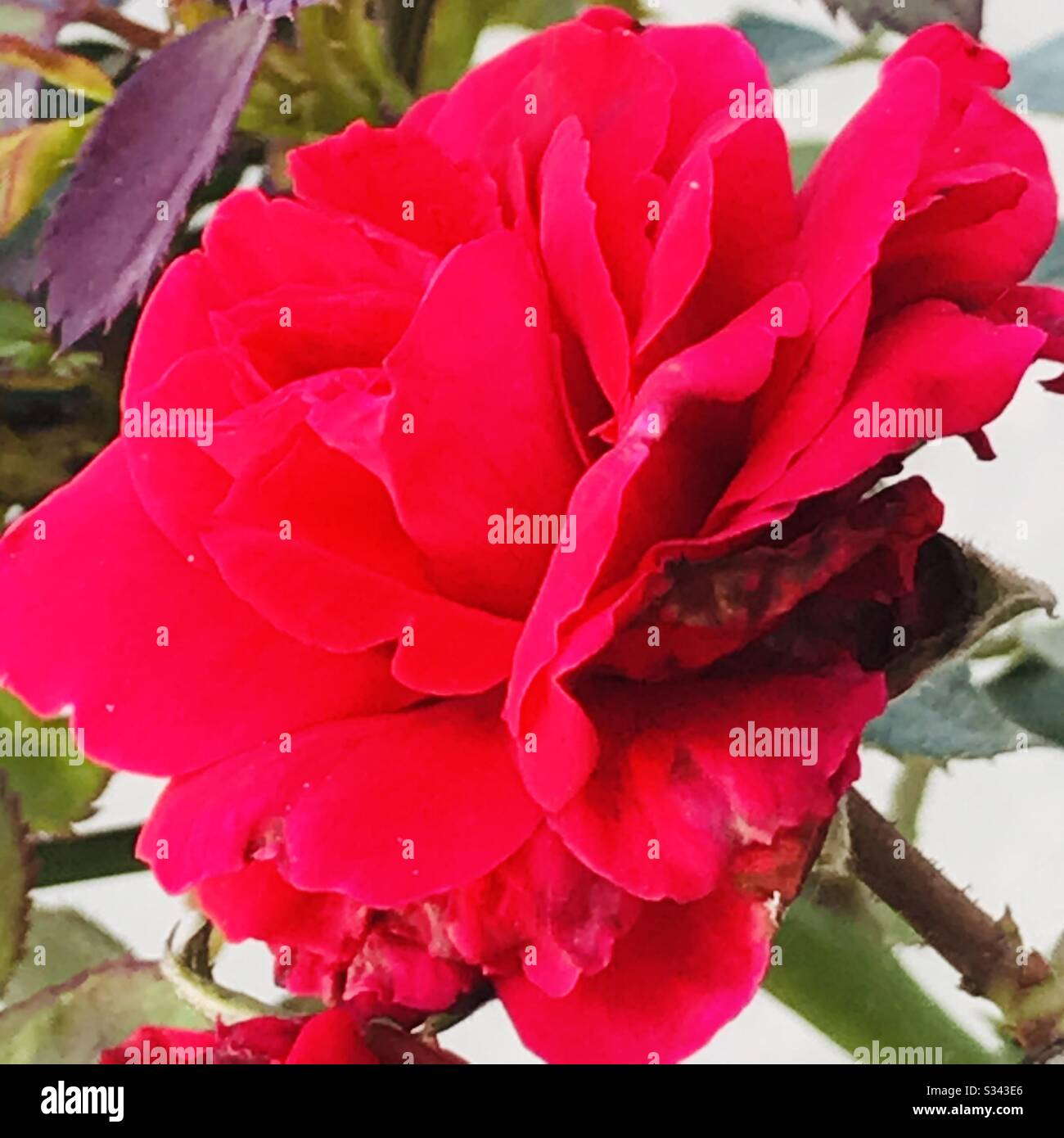 Bug Infected rose bloomed in my garden- bright aromatic red rose ...