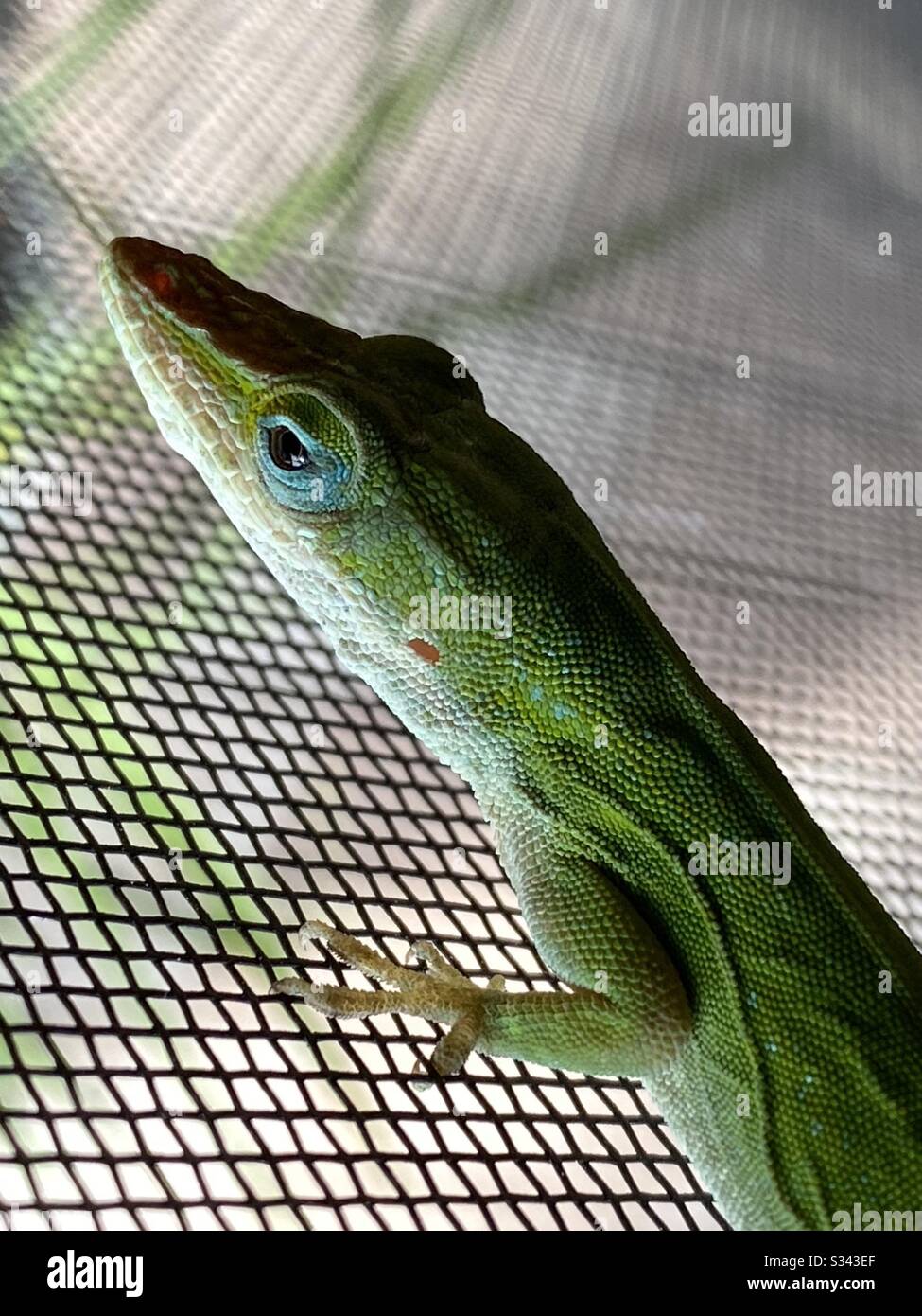 Macro of a green anole lizard Stock Photo