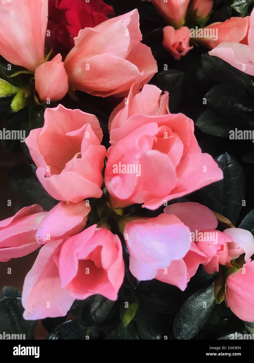 pink shaded Azalea plant with red background for sale with flower bloomed, hybrid Carnation flower for sale on CNY- Pink flower, Magenta flower in open flower market Stock Photo