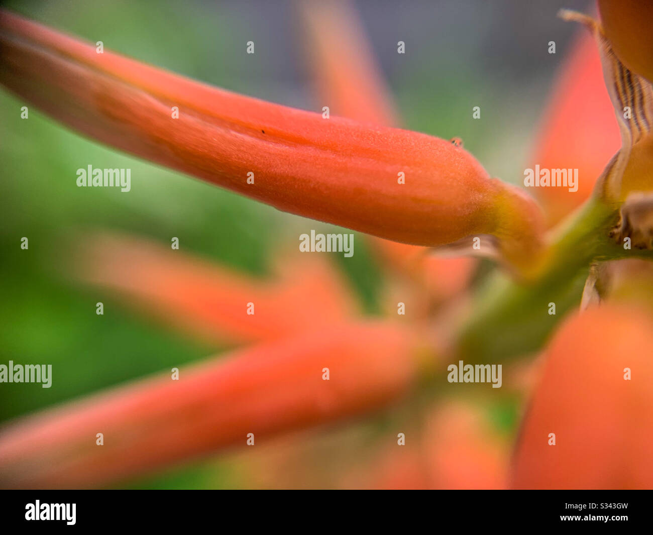 Macro photography of aloe vera flower Stock Photo