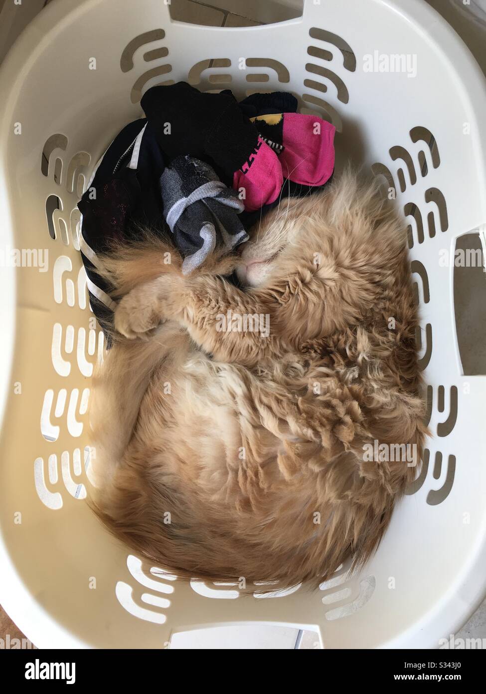 Cat sleeping in laundry basket Stock Photo Alamy