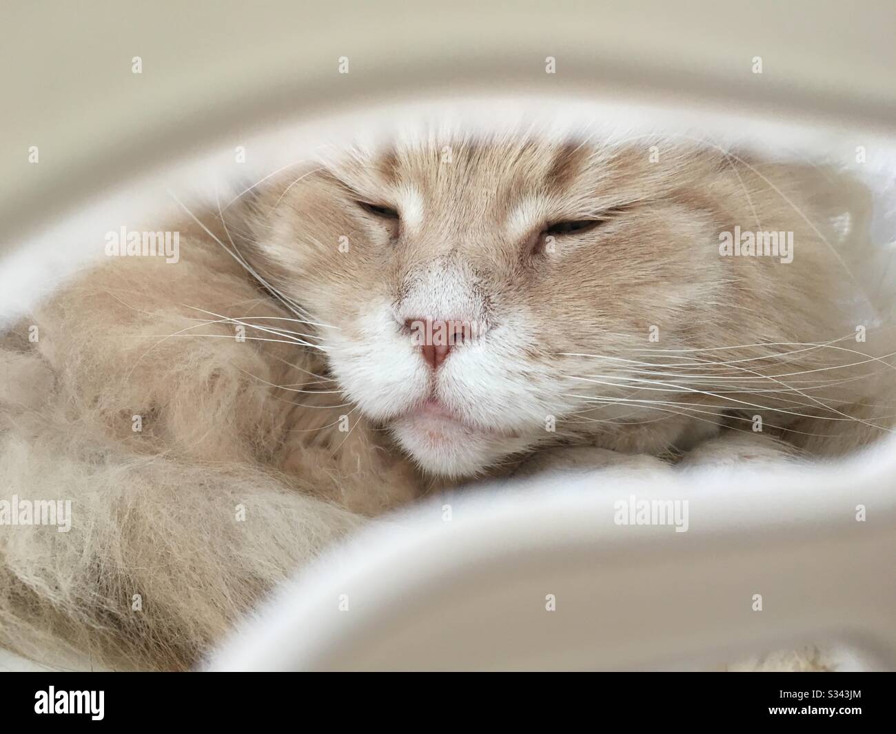 Cat sleeping in laundry basket Stock Photo Alamy