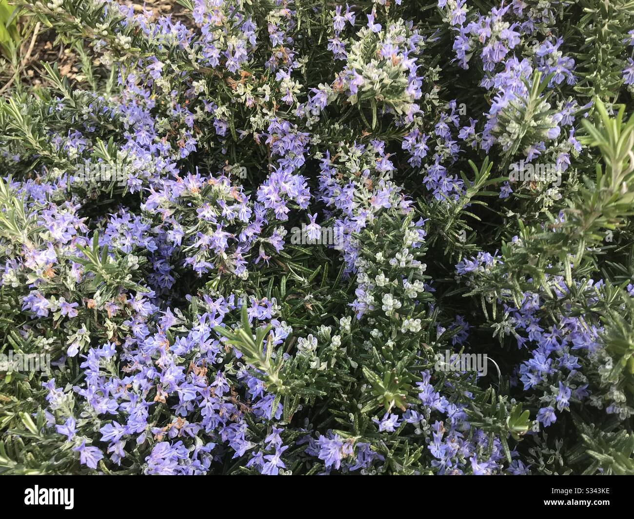 Lots of Rosemary in flower. - Smartphone Captured Stock Image