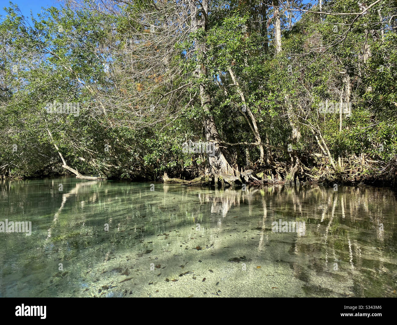 Weeki Wachee Springs State Park, Florida Stock Photo