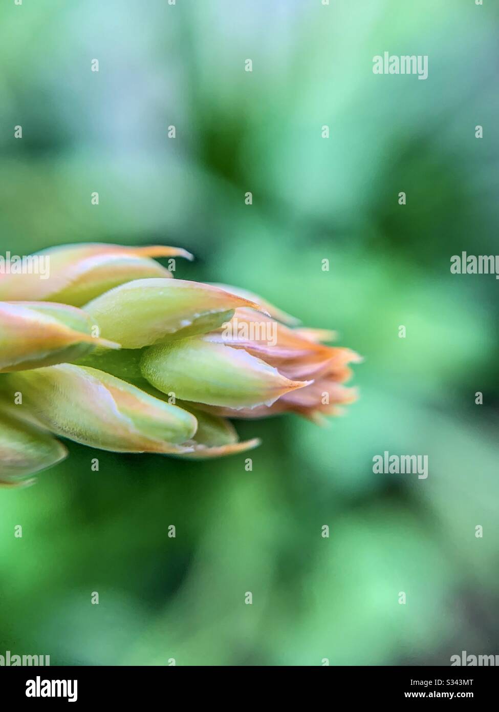 Macro photography: Aloe Vera flower blooming Stock Photo