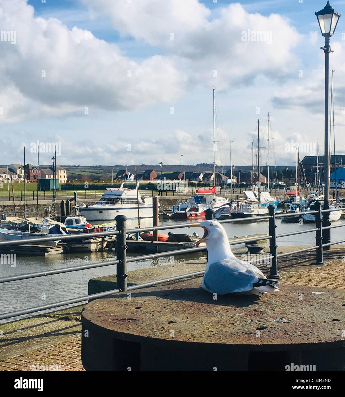 Seagull with bill wide open squawking at the marina in Maryport, Cumbria, England Stock Photo