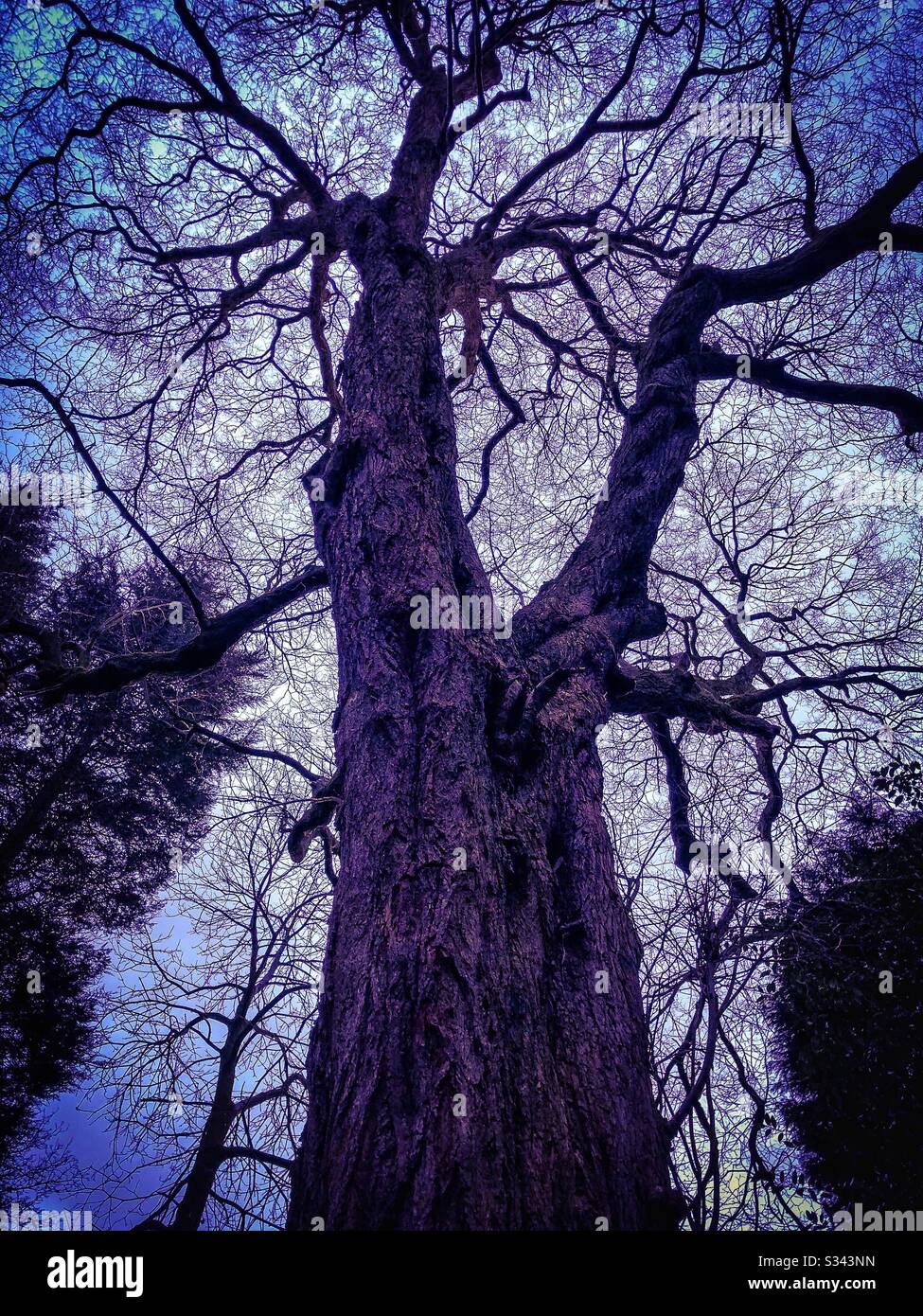 Tree at twilight Stock Photo