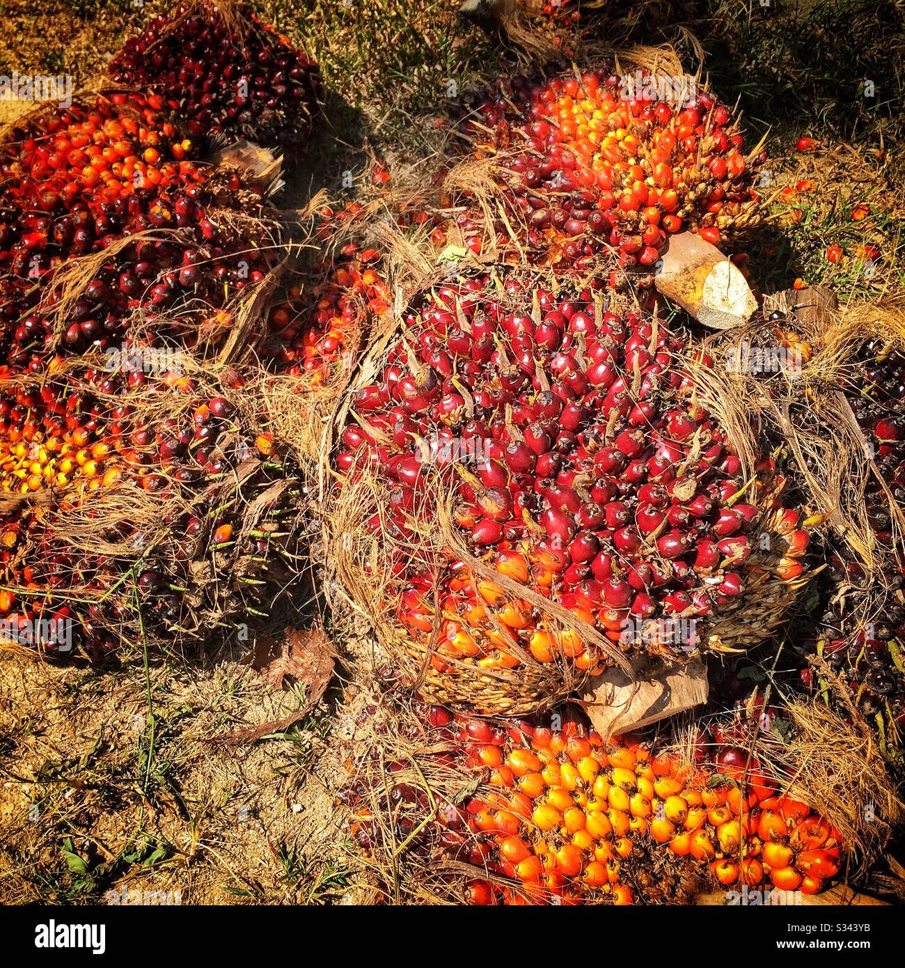 Fruit from plantation oil palm trees, cut and waiting for transport to the processing plant, Gambang, Kuantan, Pahang, Malaysia - Smartphone Captured Stock Image