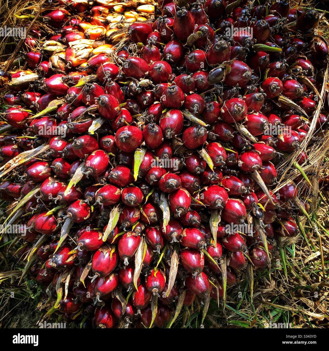 Fruit from plantation oil palm trees, cut and waiting for transport to the processing plant, Gambang, Kuantan, Pahang, Malaysia - Smartphone Captured Stock Image