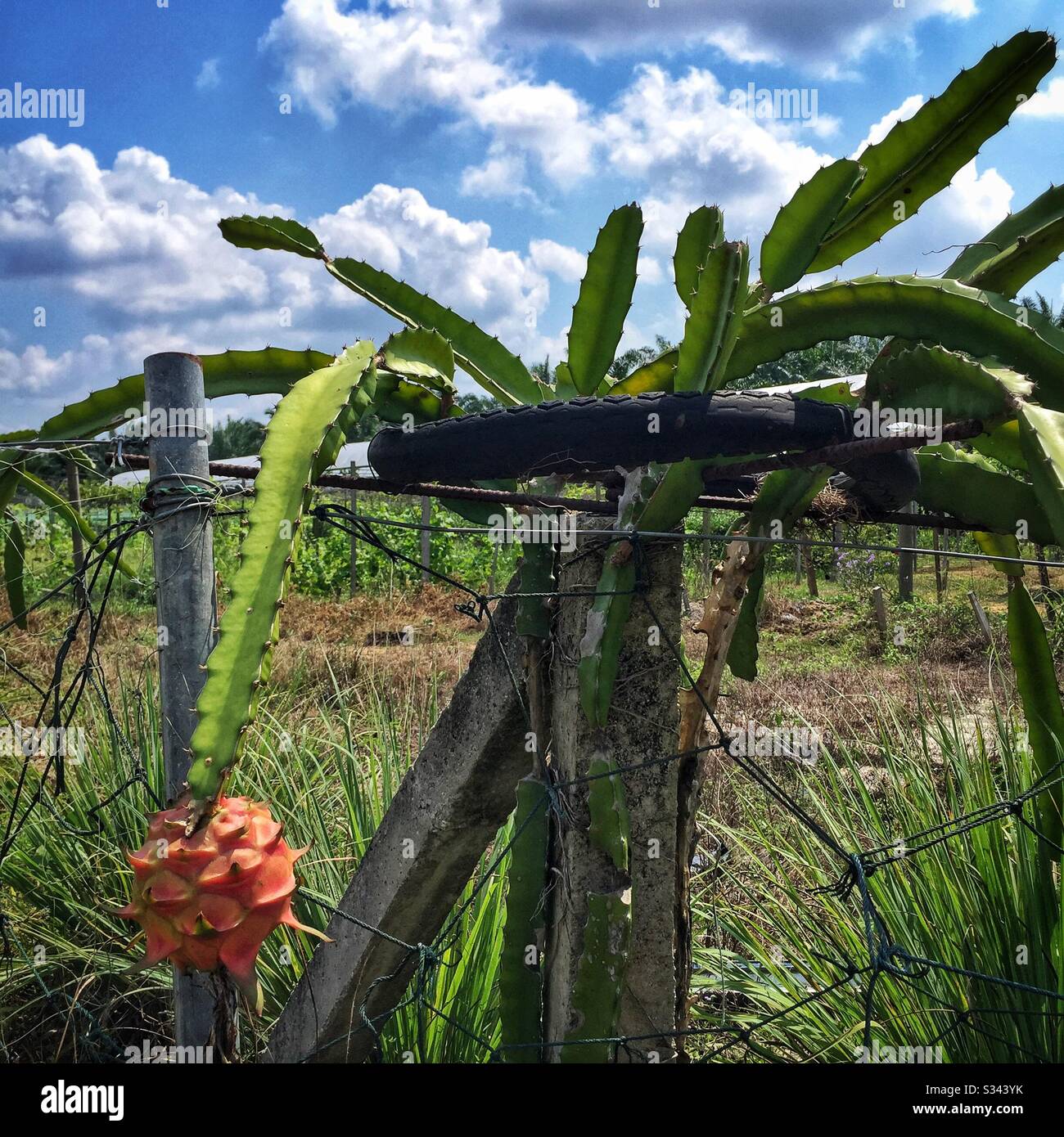 A dragon fruit, also known as pitahaya or strawberry pear, growing in