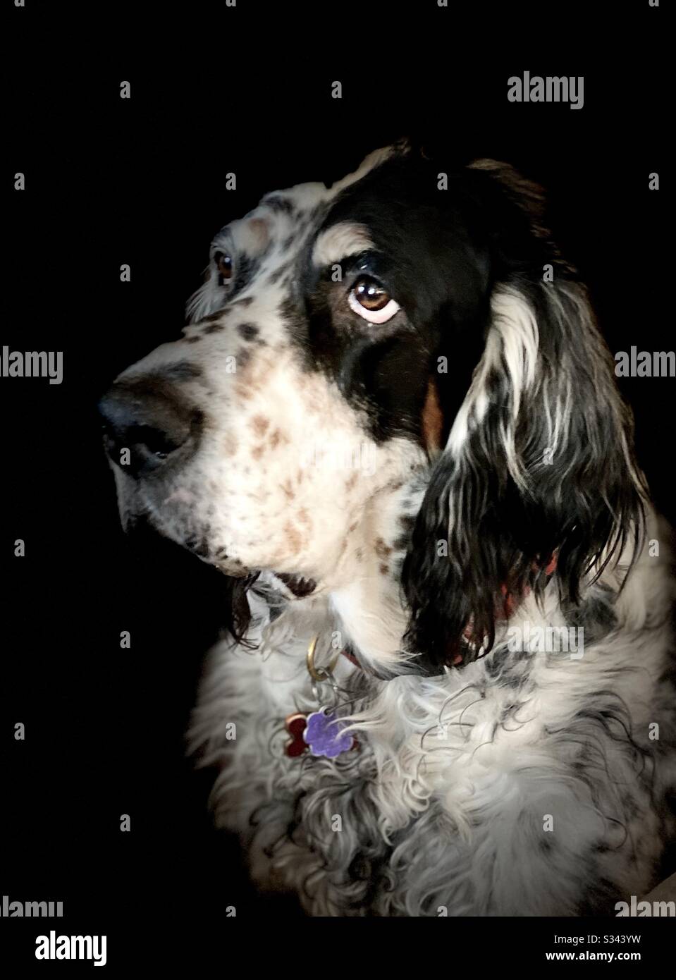 Black and white portrait of a Springer Spaniel adult dog against a black background - Smartphone Captured Stock Image