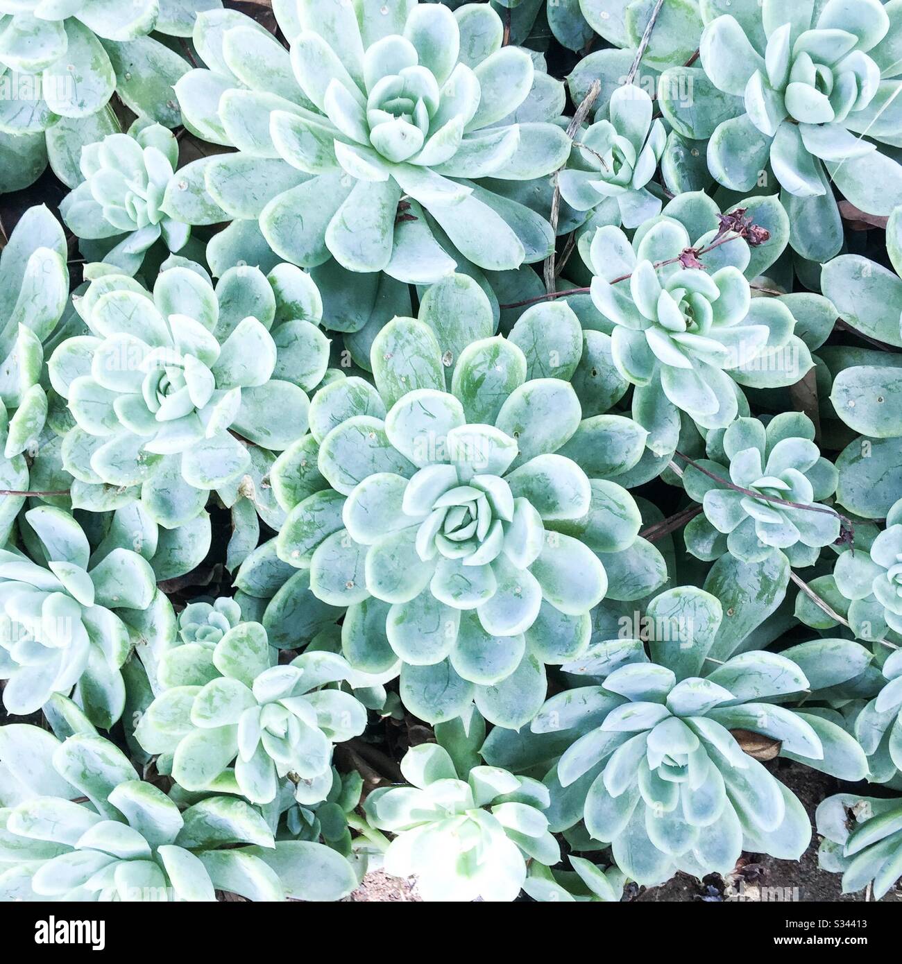 Succulents everywhere Stock Photo