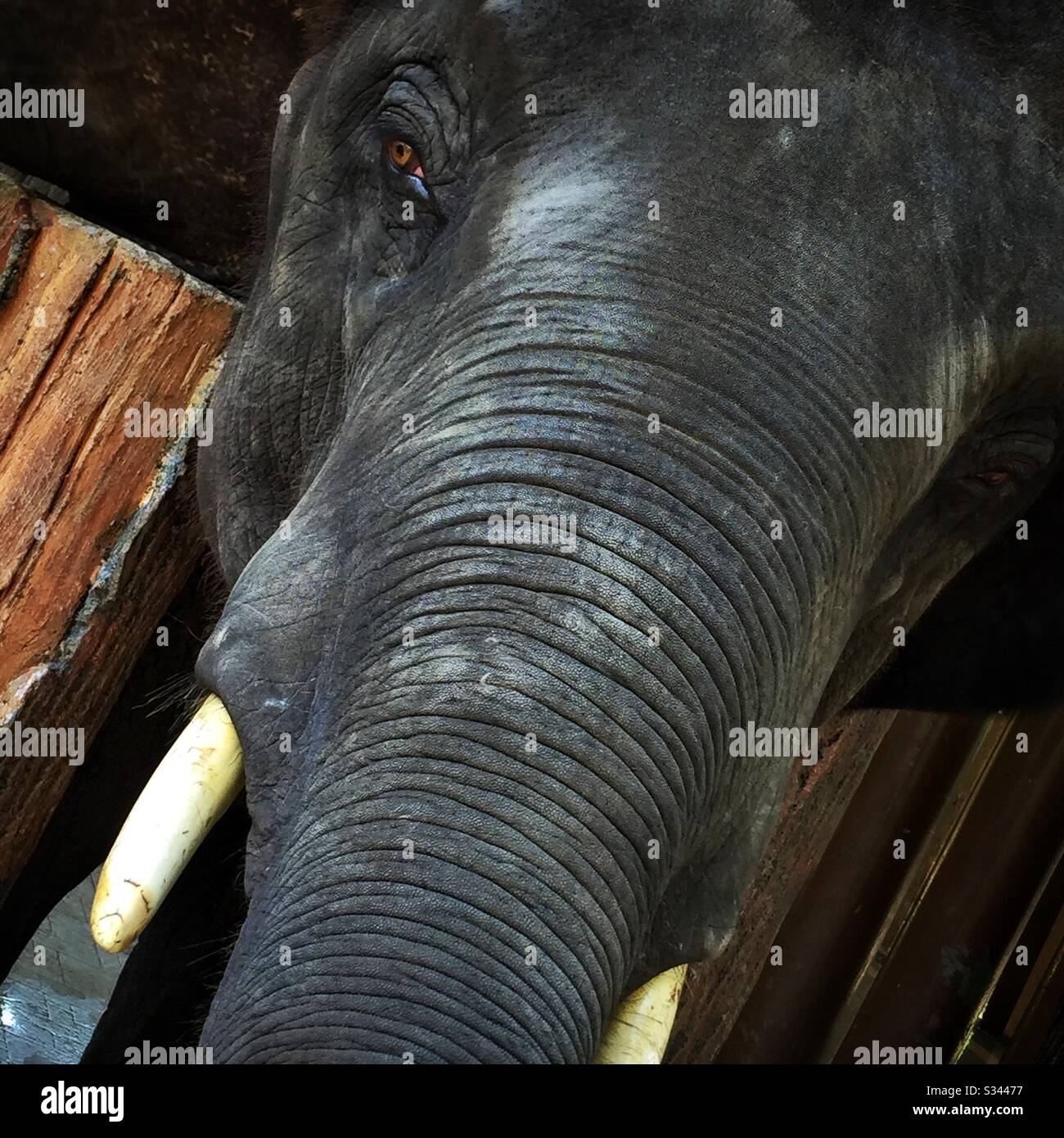 A young male Asian elephant at the National Elephant Conservation Centre, Kuala Gandah, Pahang, Malaysia - Smartphone Captured Stock Image