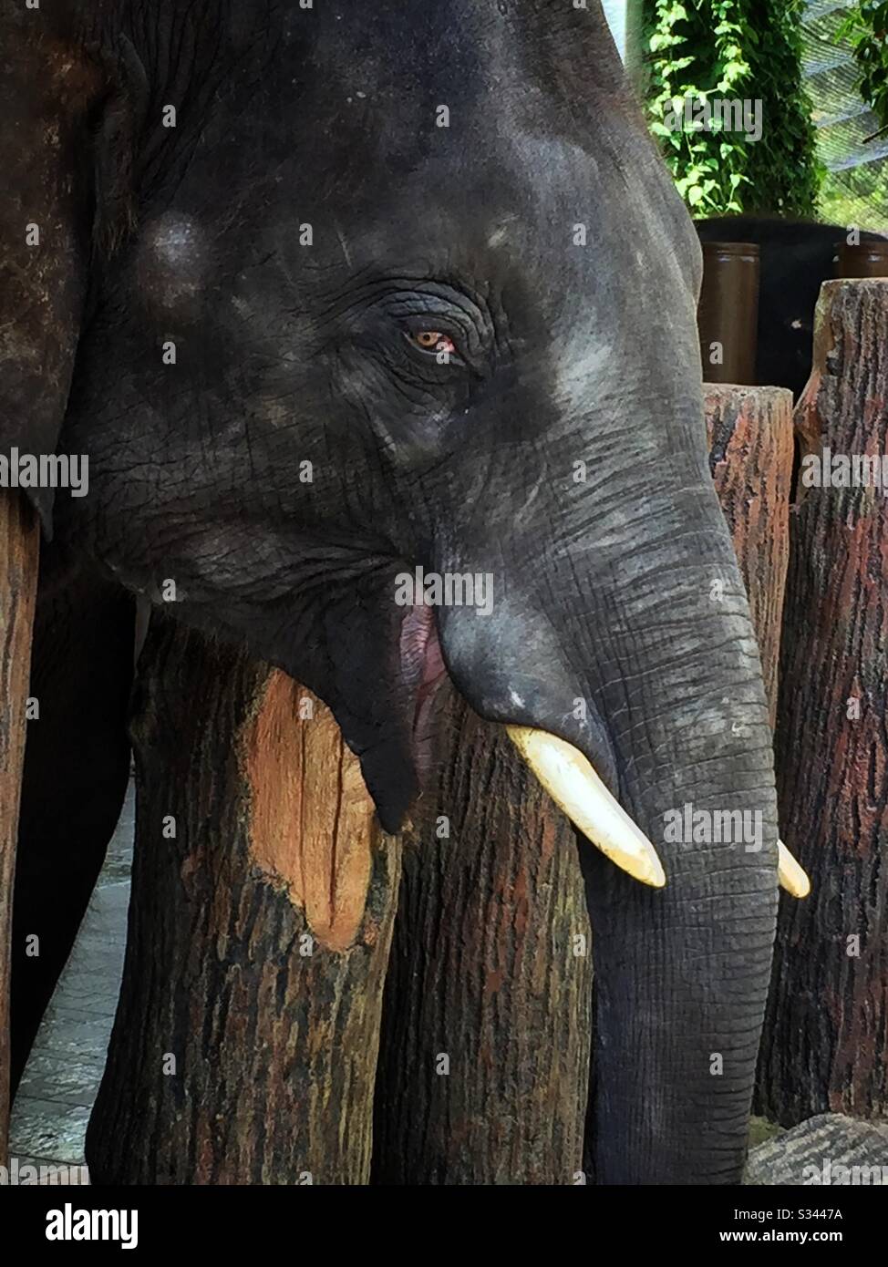 A young male Asian elephant at the National Elephant Conservation Centre, Kuala Gandah, Pahang, Malaysia - Smartphone Captured Stock Image