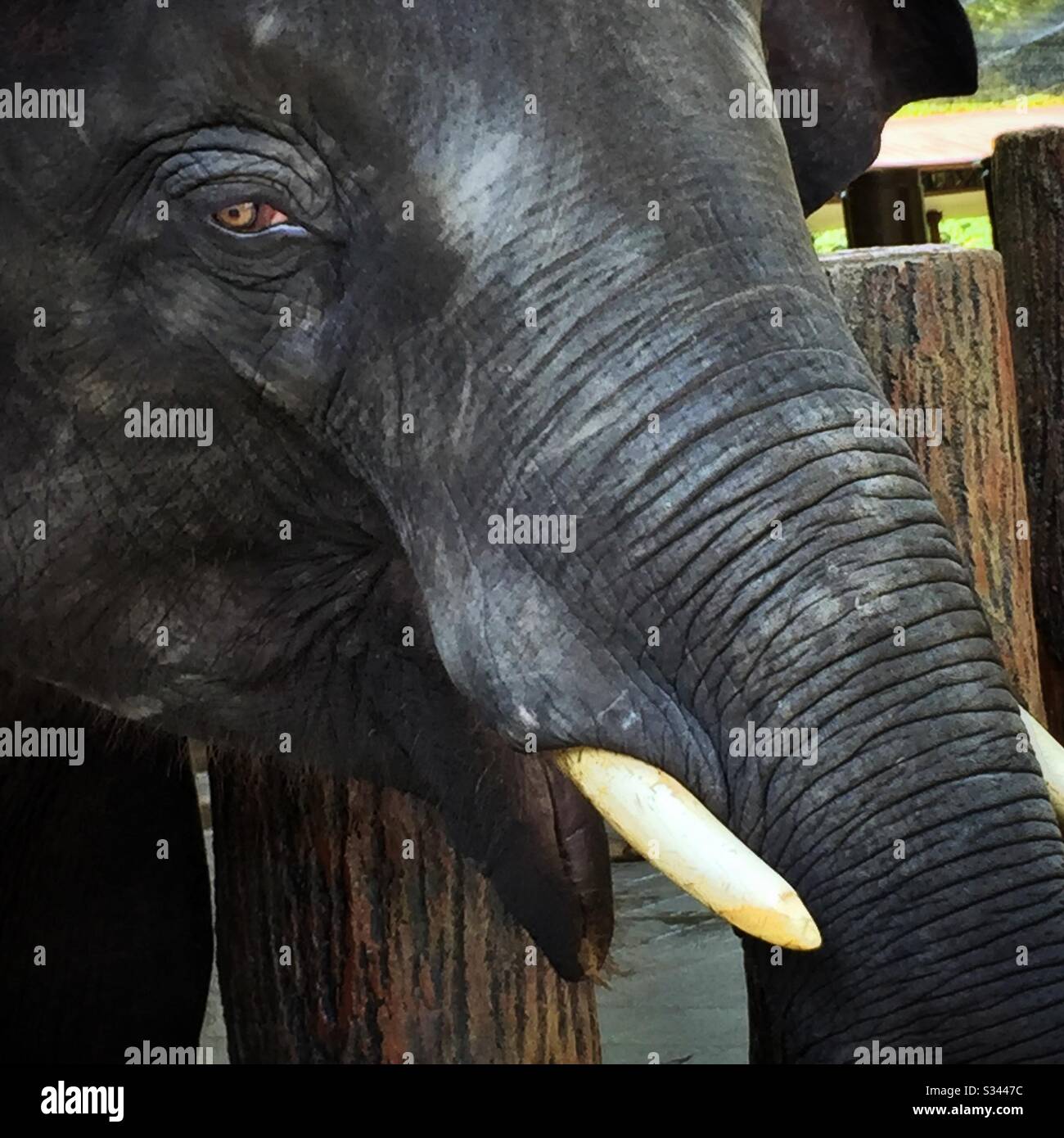 A young male Asian elephant at the National Elephant Conservation Centre, Kuala Gandah, Pahang, Malaysia - Smartphone Captured Stock Image