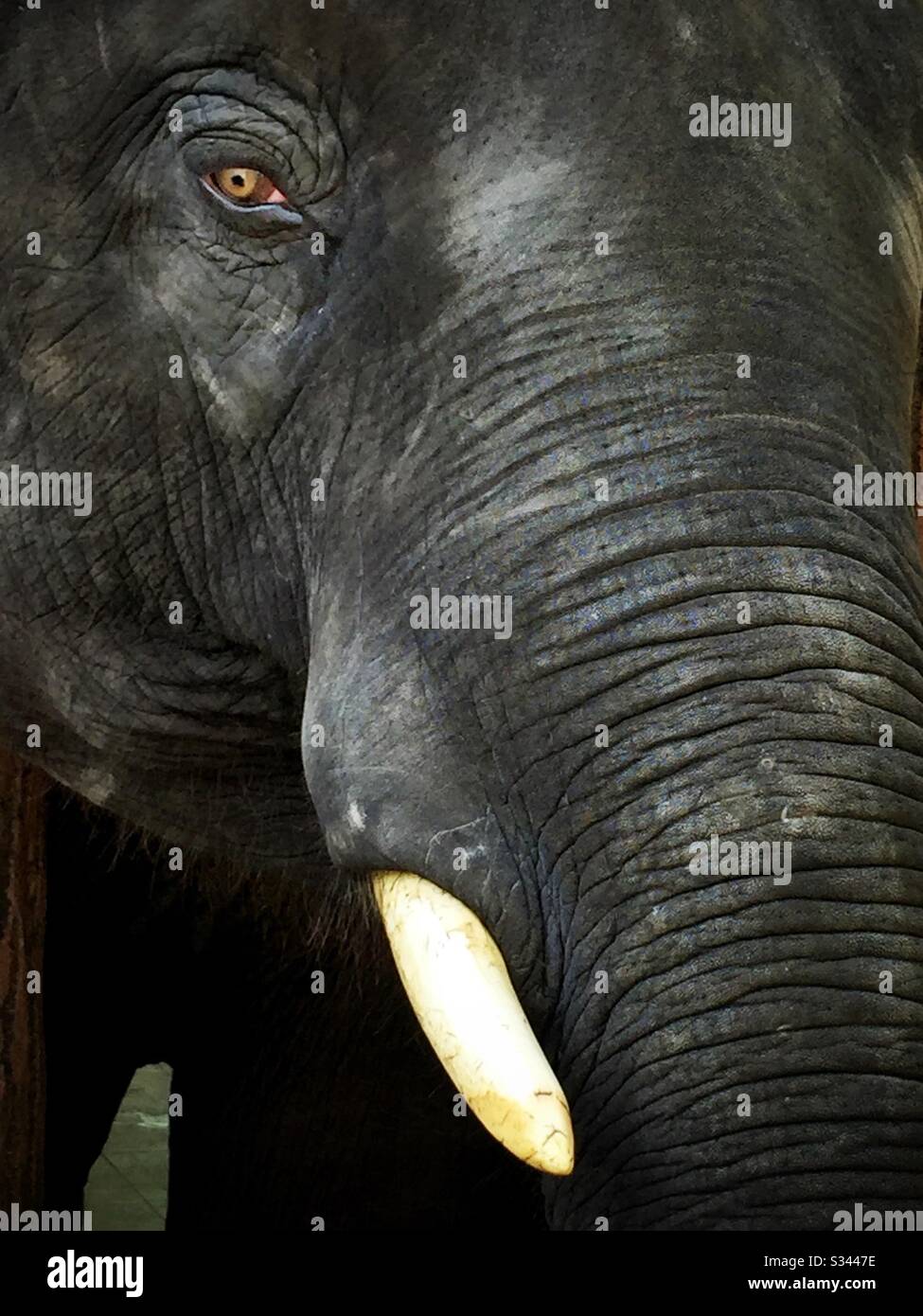 A young male Asian elephant at the National Elephant Conservation Centre, Kuala Gandah, Pahang, Malaysia - Smartphone Captured Stock Image