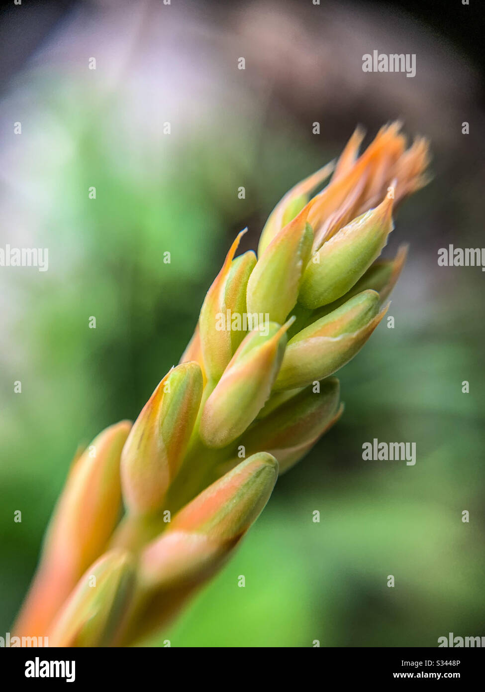 Aloe Vera flower blooming Stock Photo