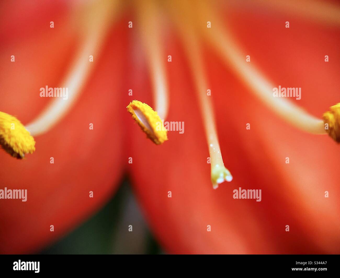Macro of Clivia miniata flower. Stock Photo