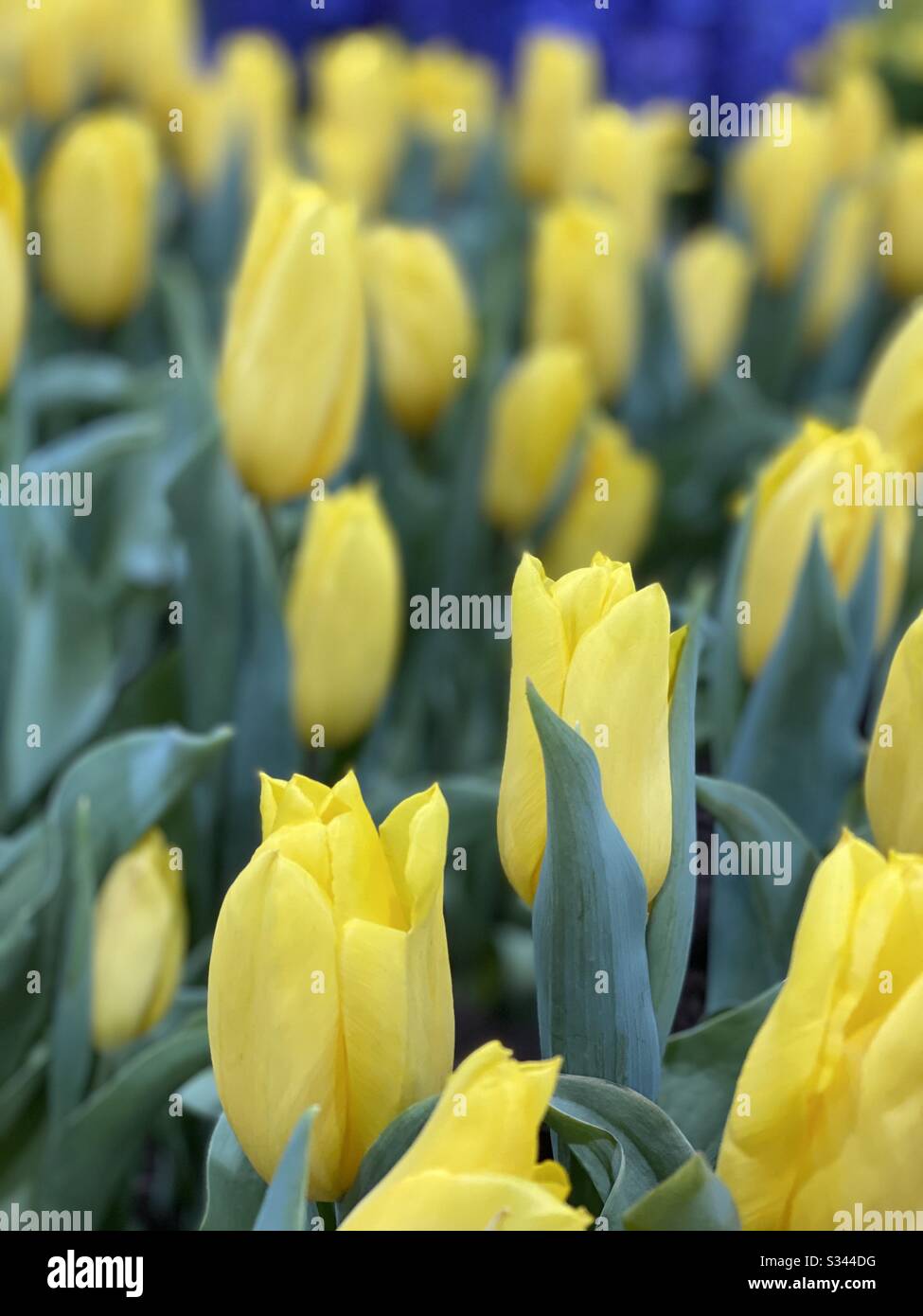 Field of yellow tulips Stock Photo Alamy