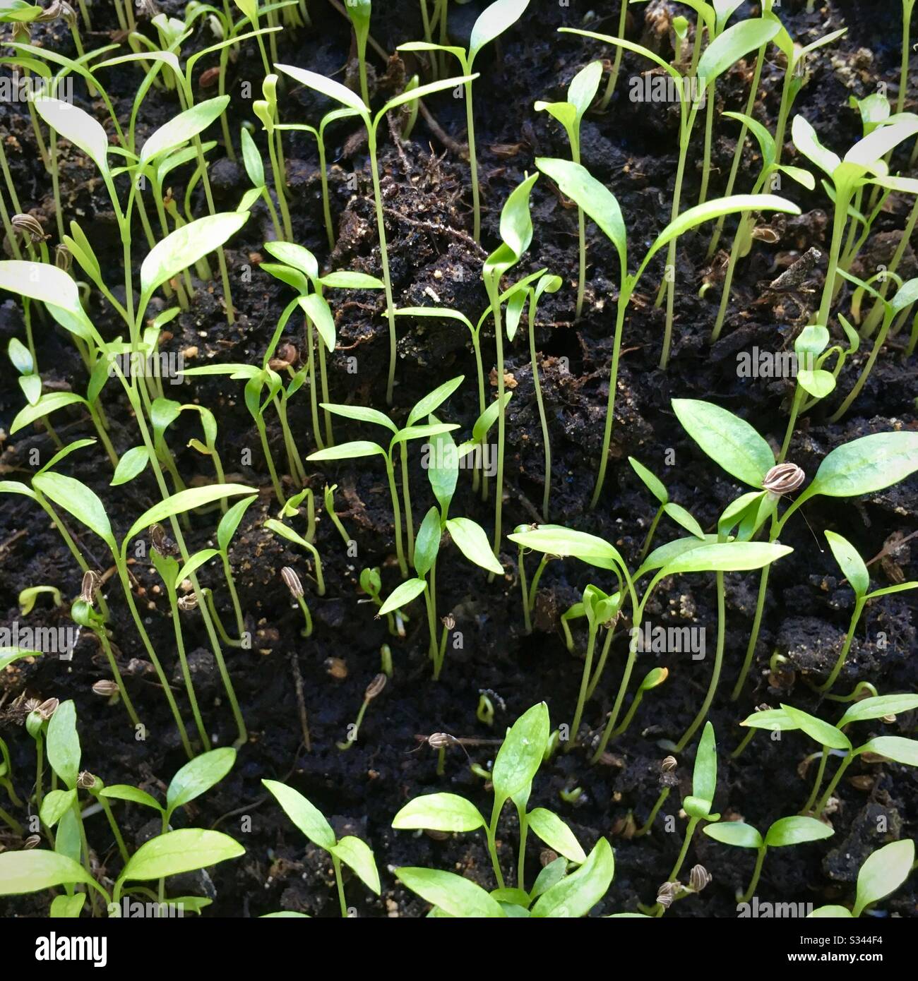 Young parsley plants Stock Photo Alamy