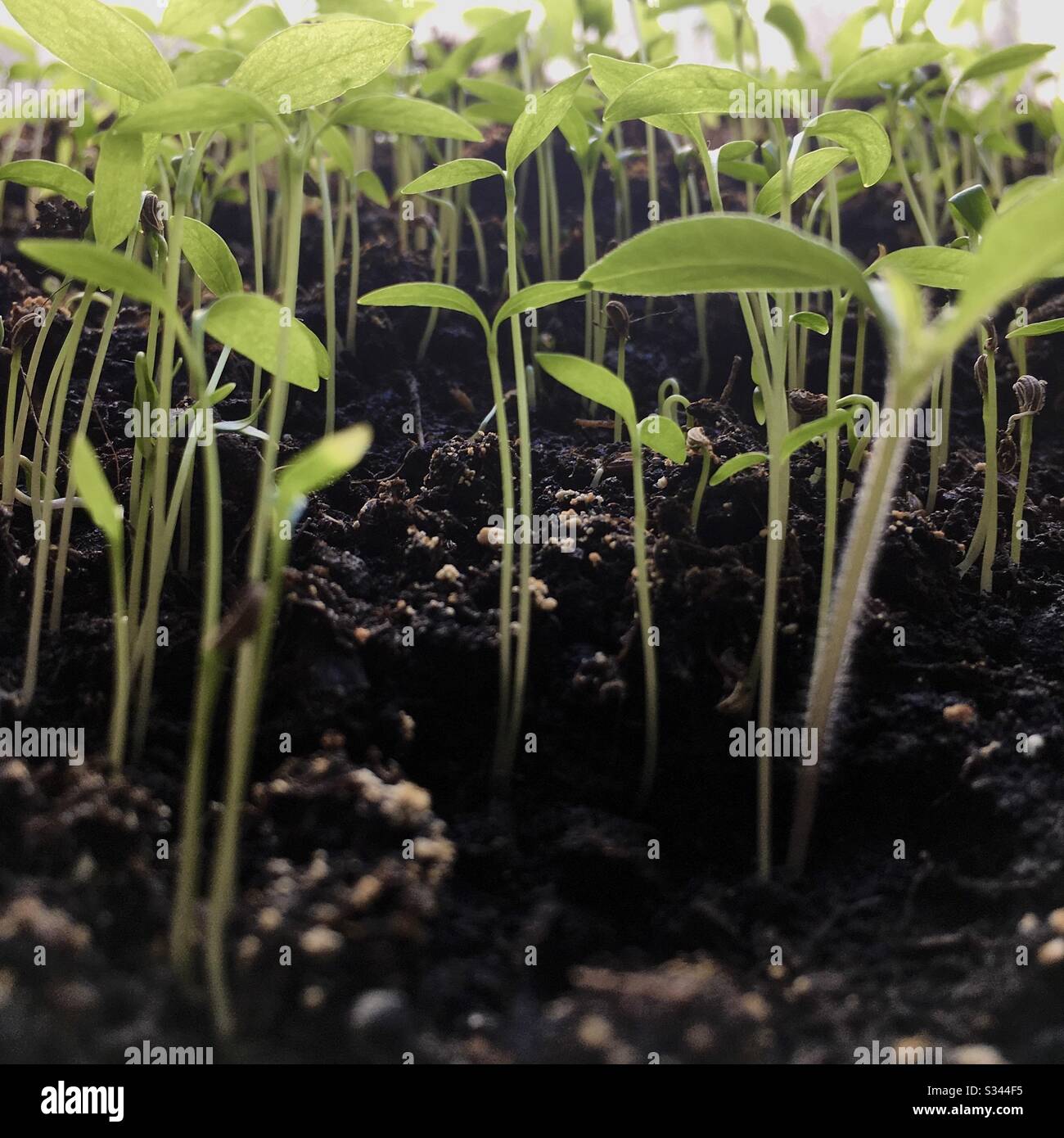 Parsley plants germinate at home Stock Photo Alamy