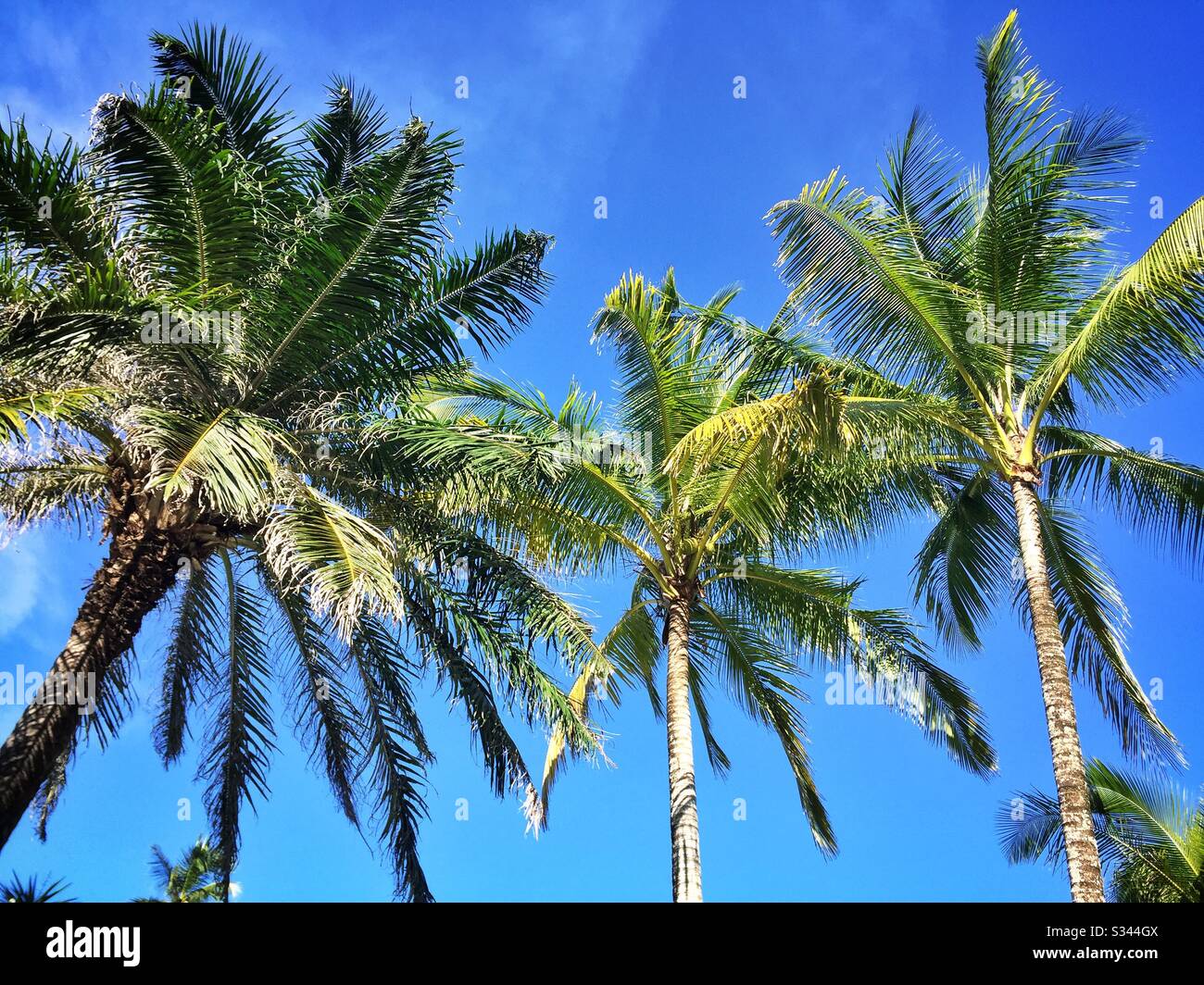 Coconut palms by the beach at The Taaras Beach & Spa Resort, Pulau Redang (Redang Island), Terengganu, Malaysia Stock Photo