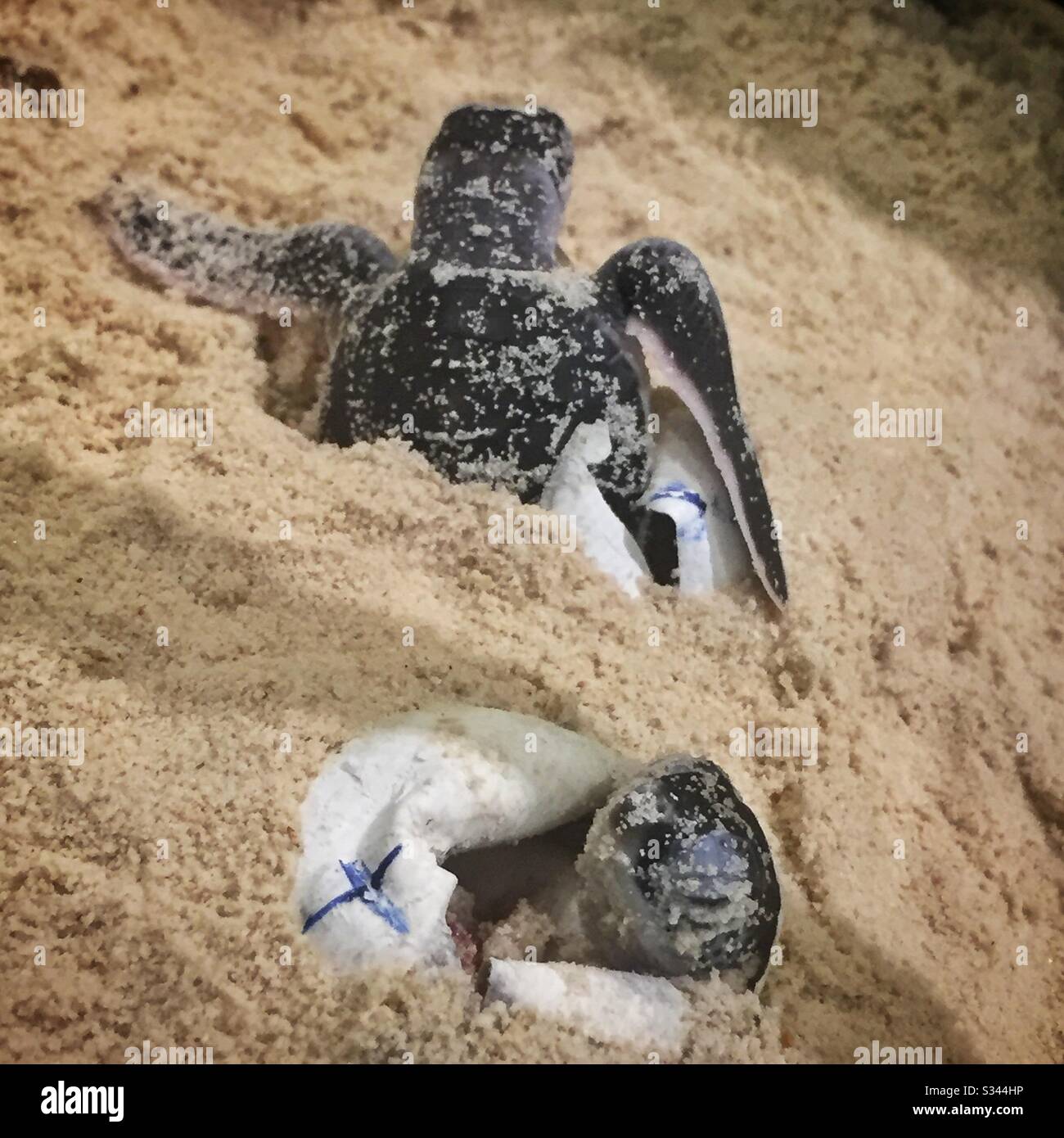 Sea turtles hatch under controlled conditions for study at the SEATRU Turtle Lab at The Taaras Beach & Spa Resort, Pulau Redang (Redang Island), Terengganu, Malaysia - Smartphone Captured Stock Image