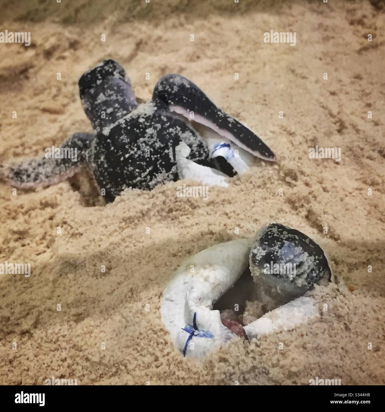 Sea turtles hatch under controlled conditions for study at the SEATRU Turtle Lab at The Taaras Beach & Spa Resort, Pulau Redang (Redang Island), Terengganu, Malaysia - Smartphone Captured Stock Image