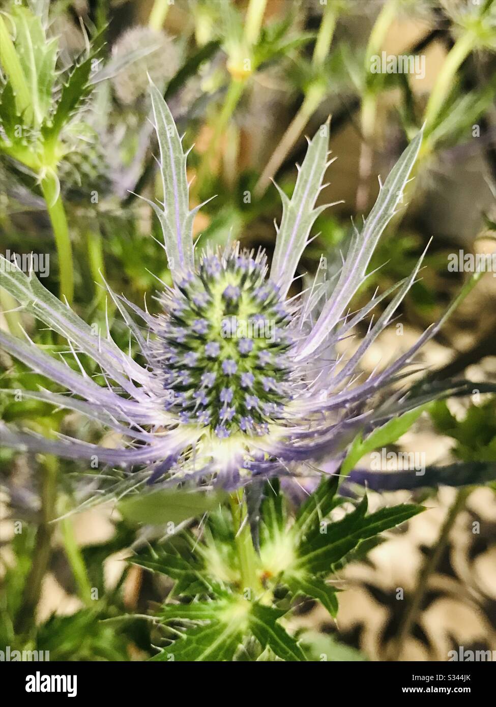 steel blue sea holly aka eryngium amethystinium ,Fresh flowers of purple Thistle flowers ready for bouquet-used as dried flowers-leaves with sharp prickles on the margins-blue thistle flower-close up Stock Photo
