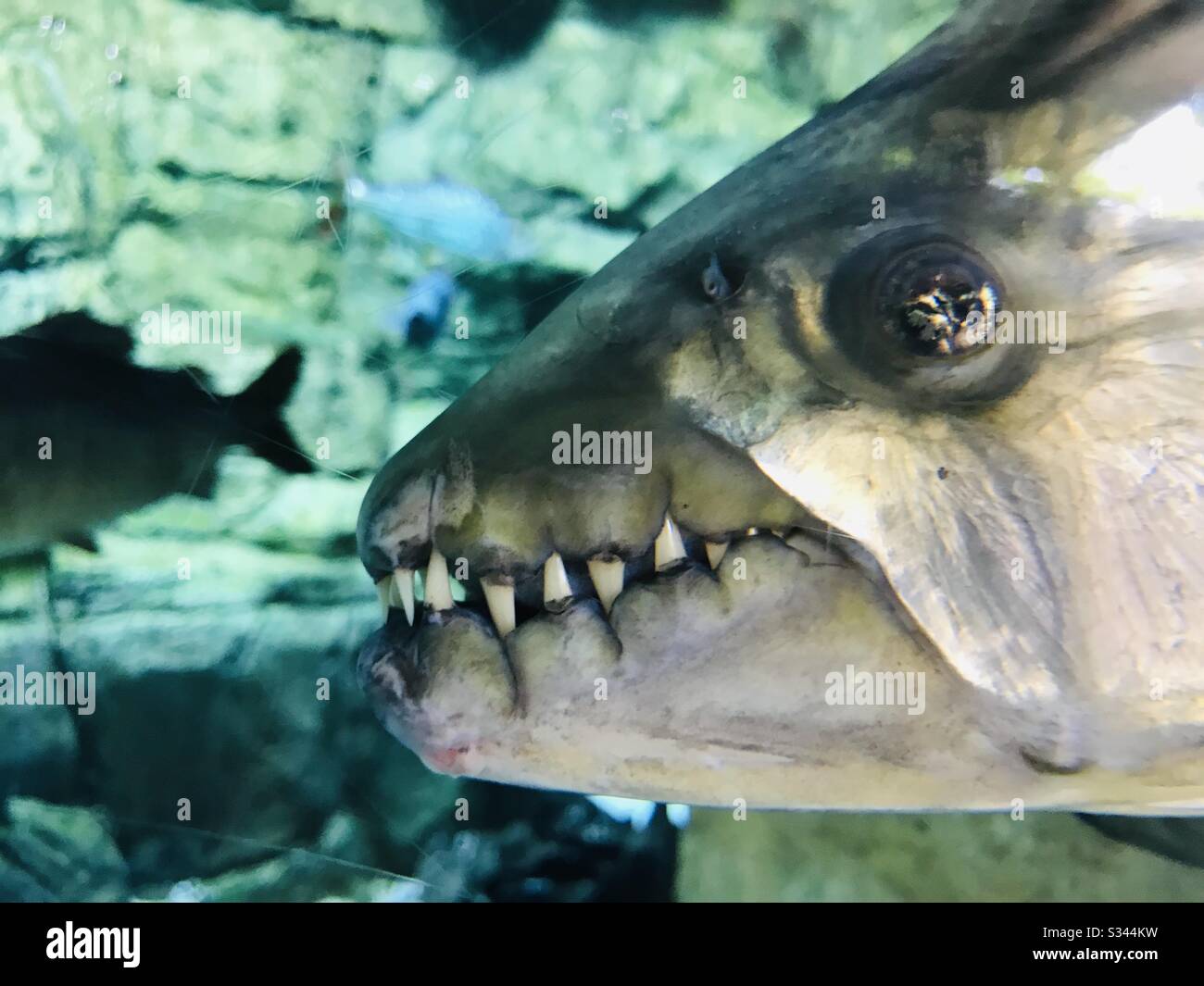 Piranhas of Africa -Tiger fish jaw teeth-piranha showing its ferocious teeth thru glass in a aquarium in Singapore river safari- close up image of fish head-carnivore Piraña fish -freshwater predator Stock Photo