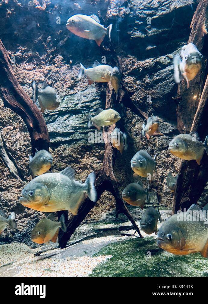 South African Piranha or Pirana a freshwater fish in an aquarium in Singapore River safari- some fishes are in still mode-snap thru glass-predator fish- carnivore -evolution-poaching-ecology-ferocious Stock Photo