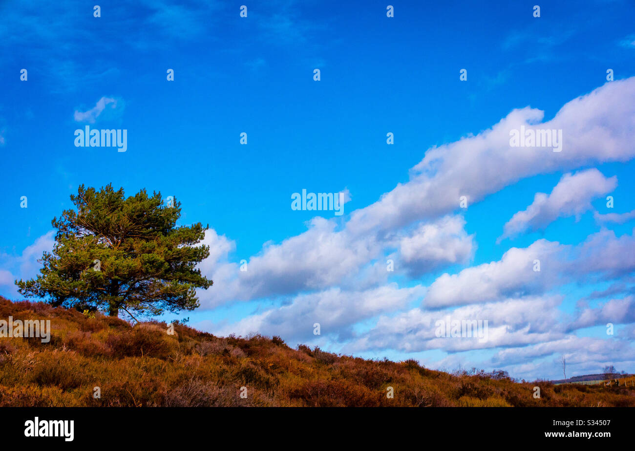 Solitary tree with clouds and blue sky on Stanton Moor in the Peak District National Park Derbyshire England UK Stock Photo