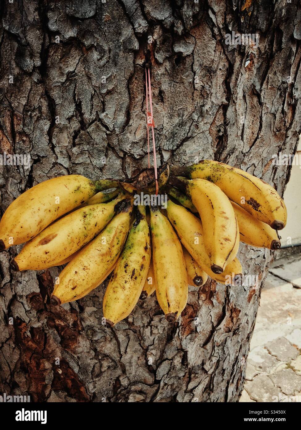 Banana Tree Trunk High Resolution Stock Photography and Images Alamy