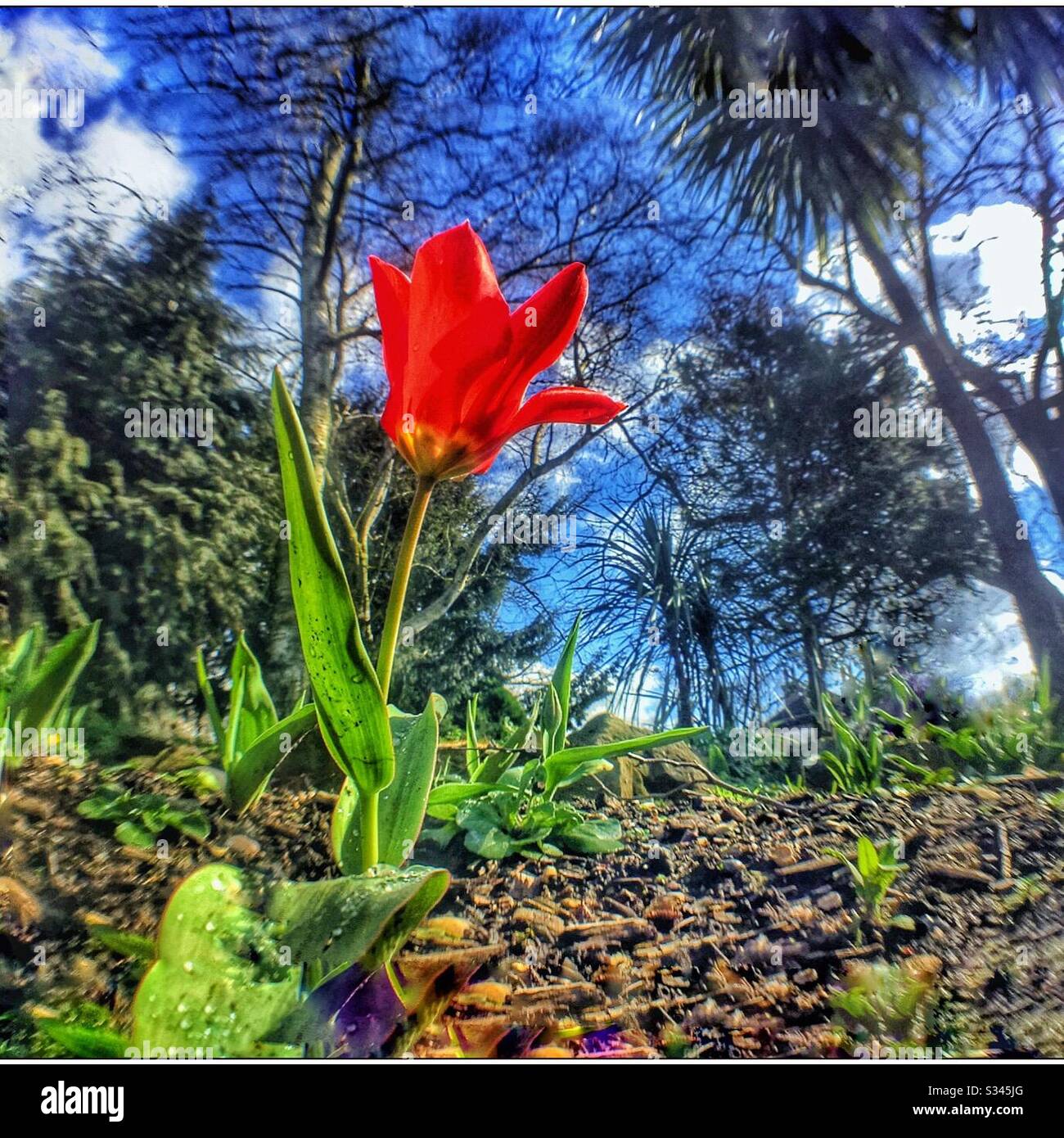 A single red tulip against a blue sky. - Smartphone Captured Stock Image
