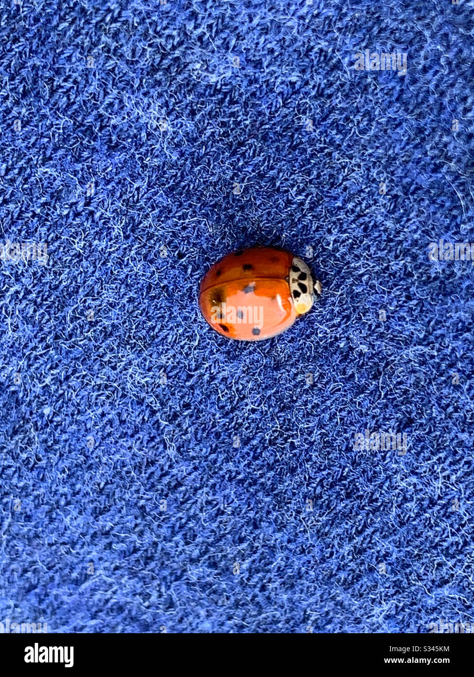 Macro of a ladybug/ladybird on blue background - Smartphone Captured Stock Image