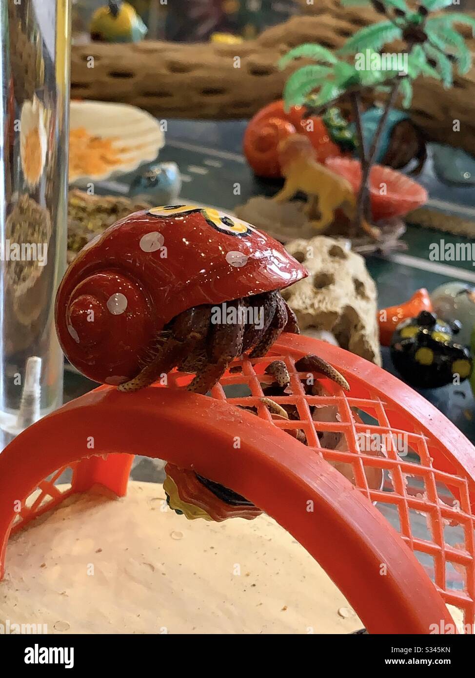 hermit crab supplies