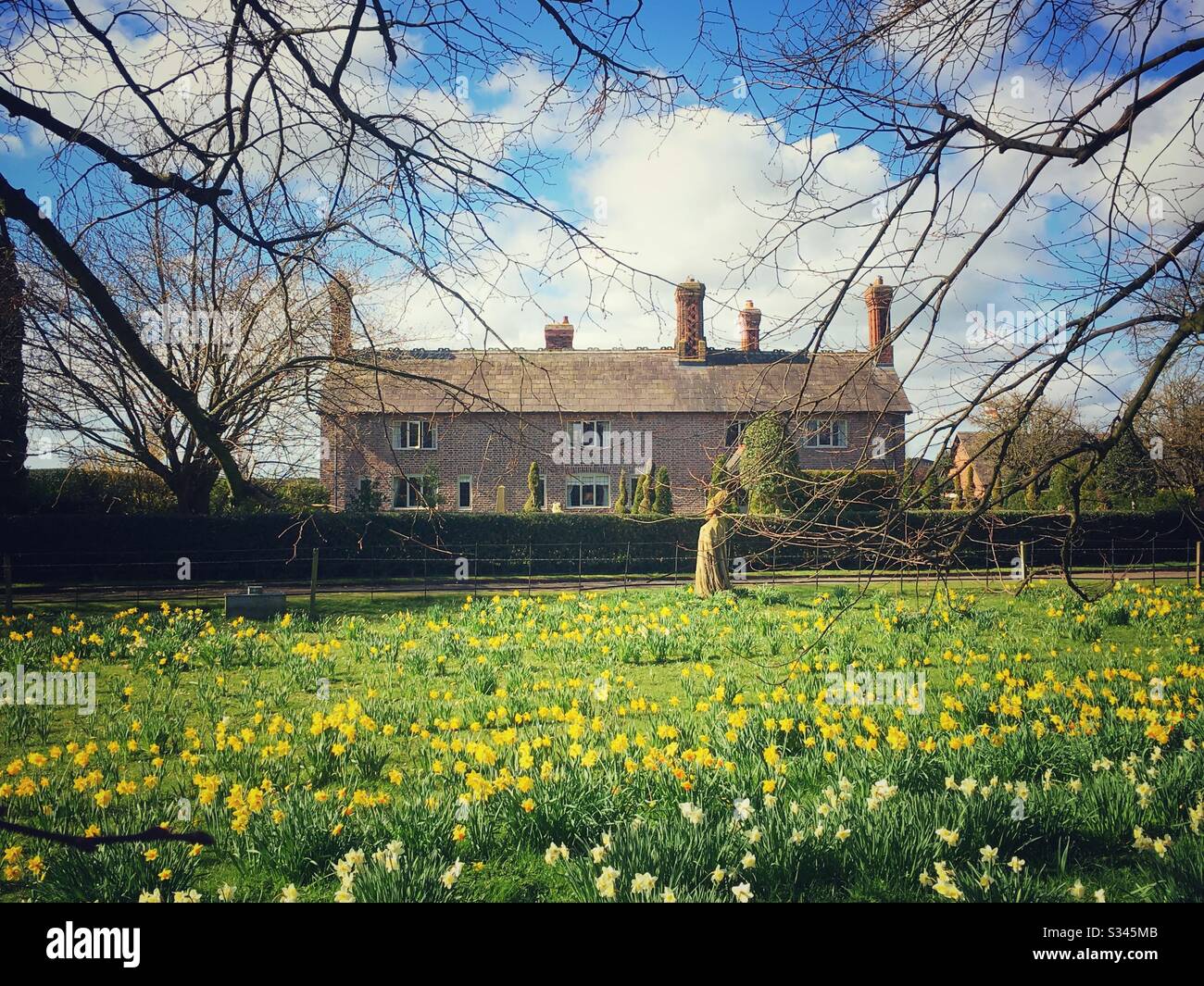 Daffodils in field with farm in Cheshire Uk - Smartphone Captured Stock Image
