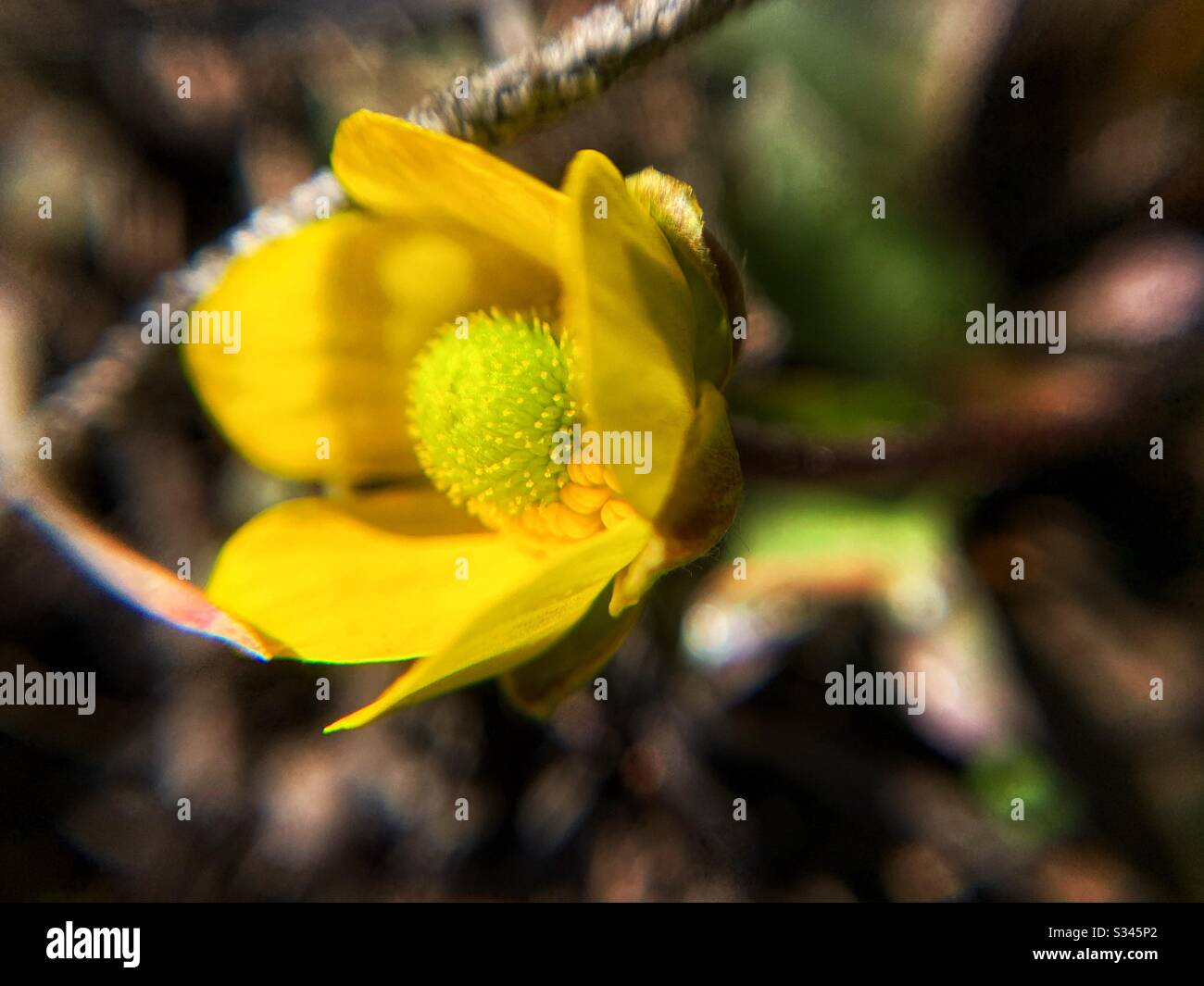 Yellow Buttercup wildflower blooming on forest floor in British Columbia as first sign of spring. Stock Photo