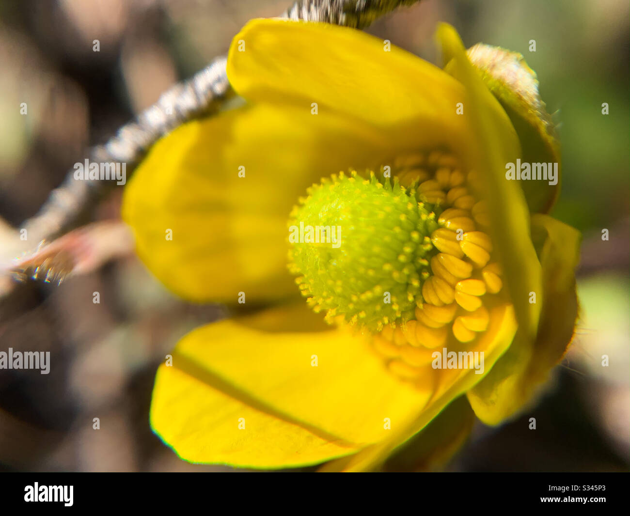 Macro photograph of a yellow Buttercup flower in bloom on the forest floor in the Okanagan Valley. Stock Photo