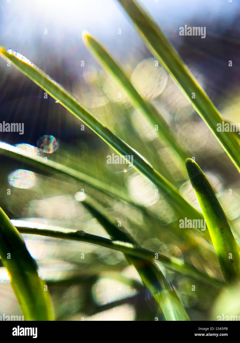 Macro photograph of needles of a fir tree with sunlight. - Smartphone Captured Stock Image