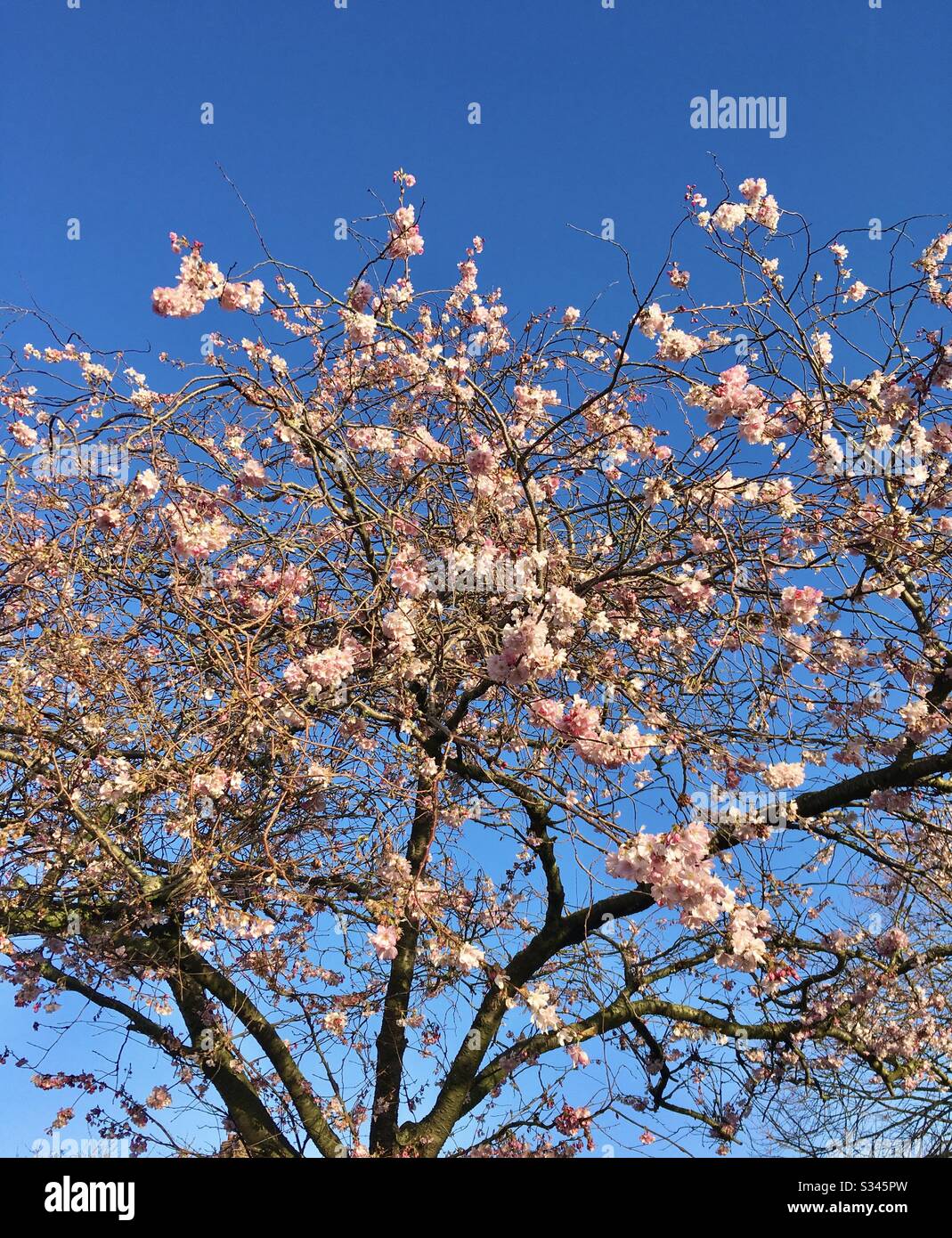 Spring Bloosm Tree Seasons spring hi-res stock photography and images - Alamy