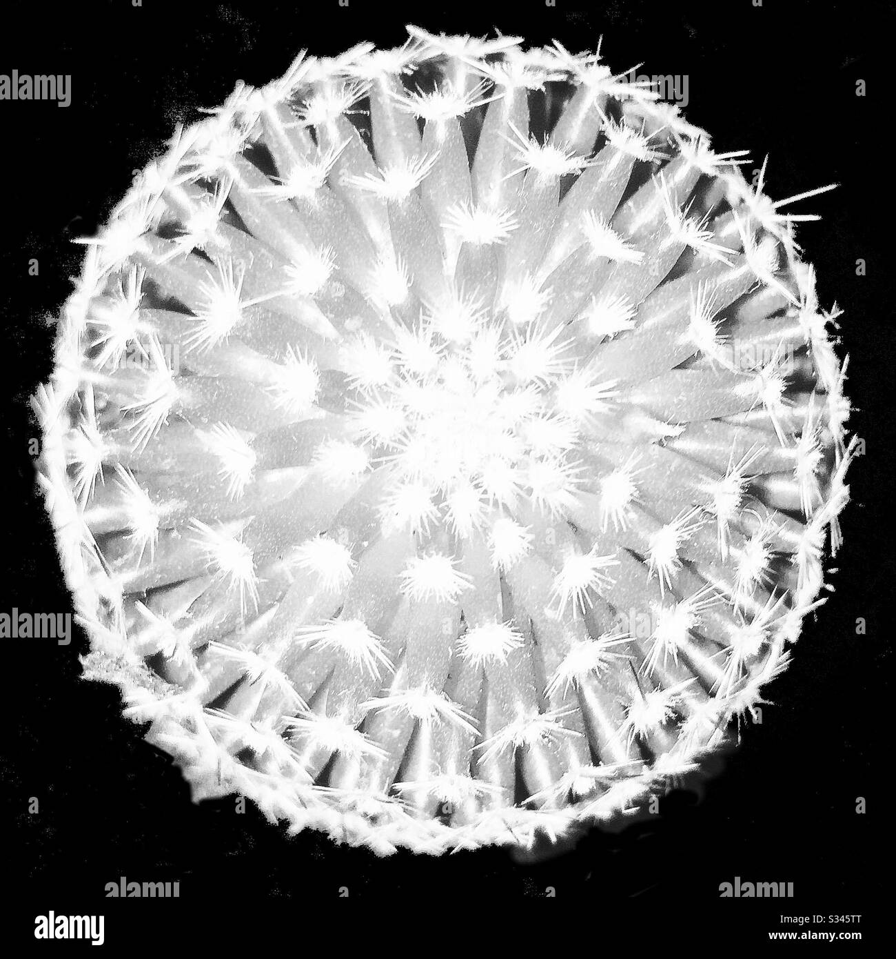Black and white photo of the round top of a cactus, isolated on a black background Stock Photo