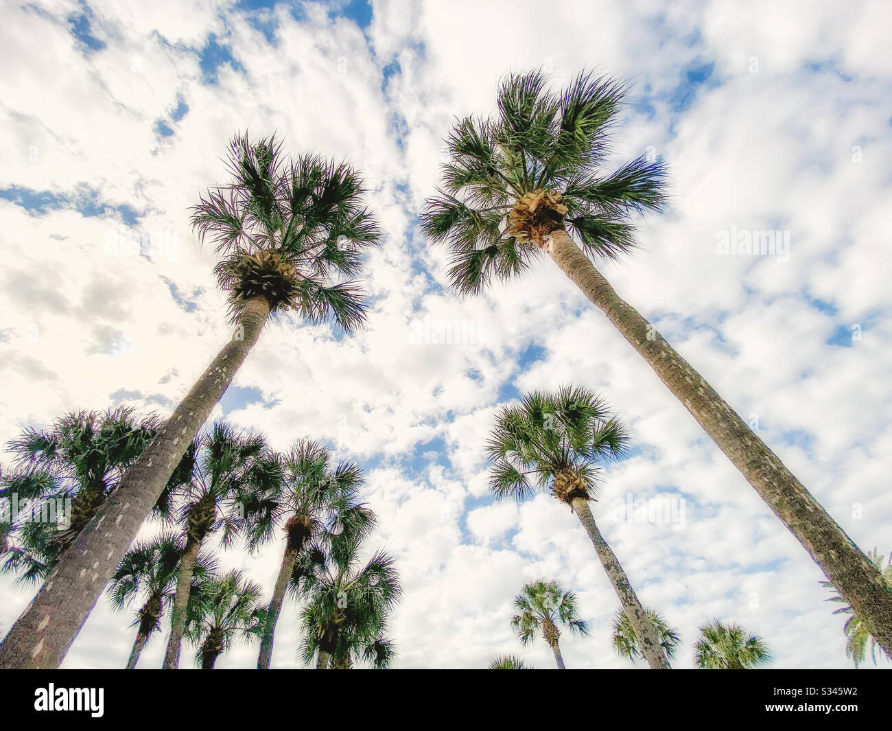 Low angle view of palm trees - Smartphone Captured Stock Image