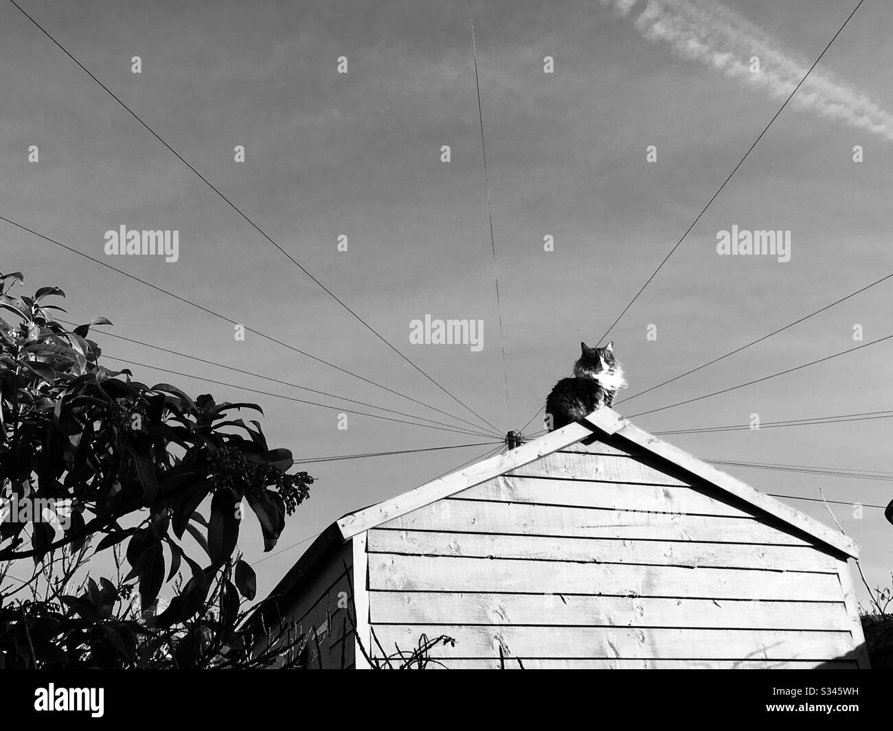 Cat on shed roof Stock Photo Alamy