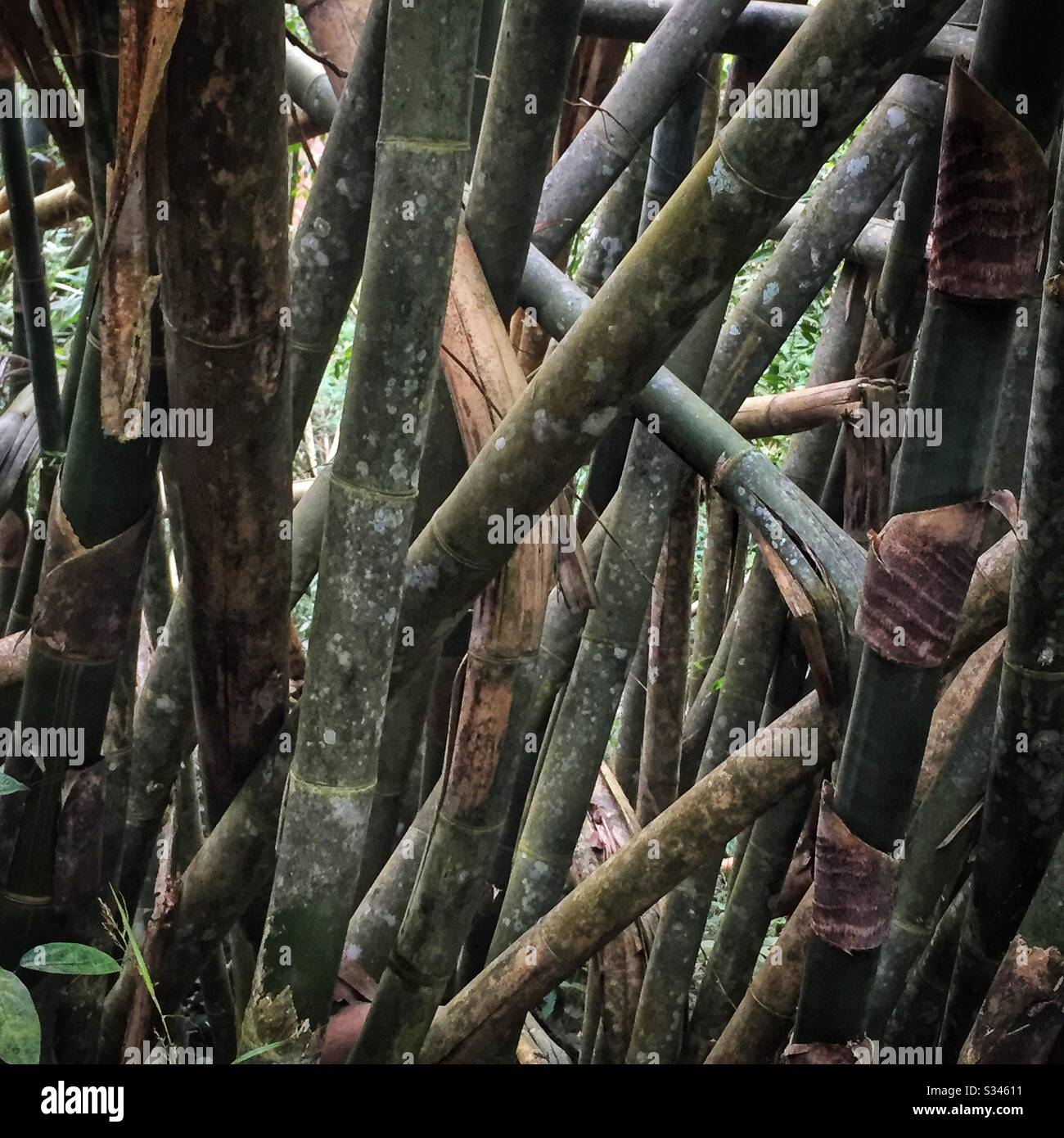 Bamboo, Pulau Banding (Banding Island), Perak, Malaysia - Smartphone Captured Stock Image