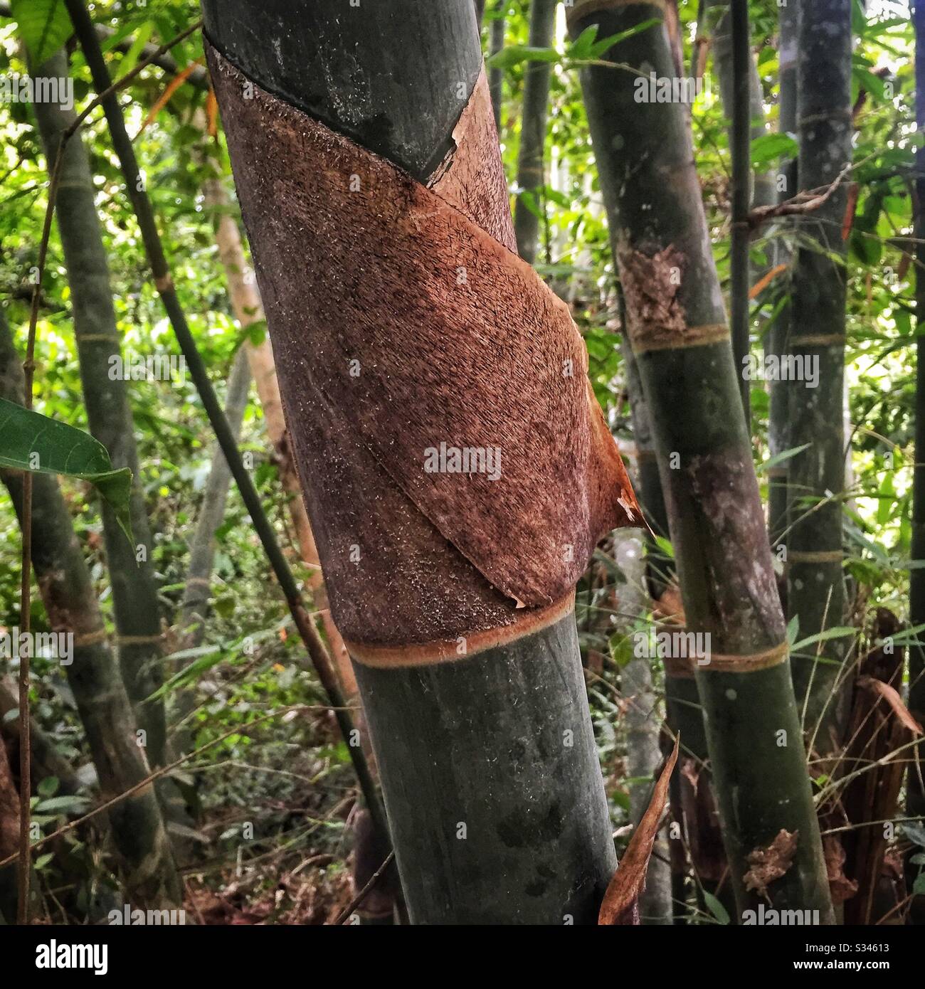 Bamboo, Pulau Banding (Banding Island), Perak, Malaysia - Smartphone Captured Stock Image