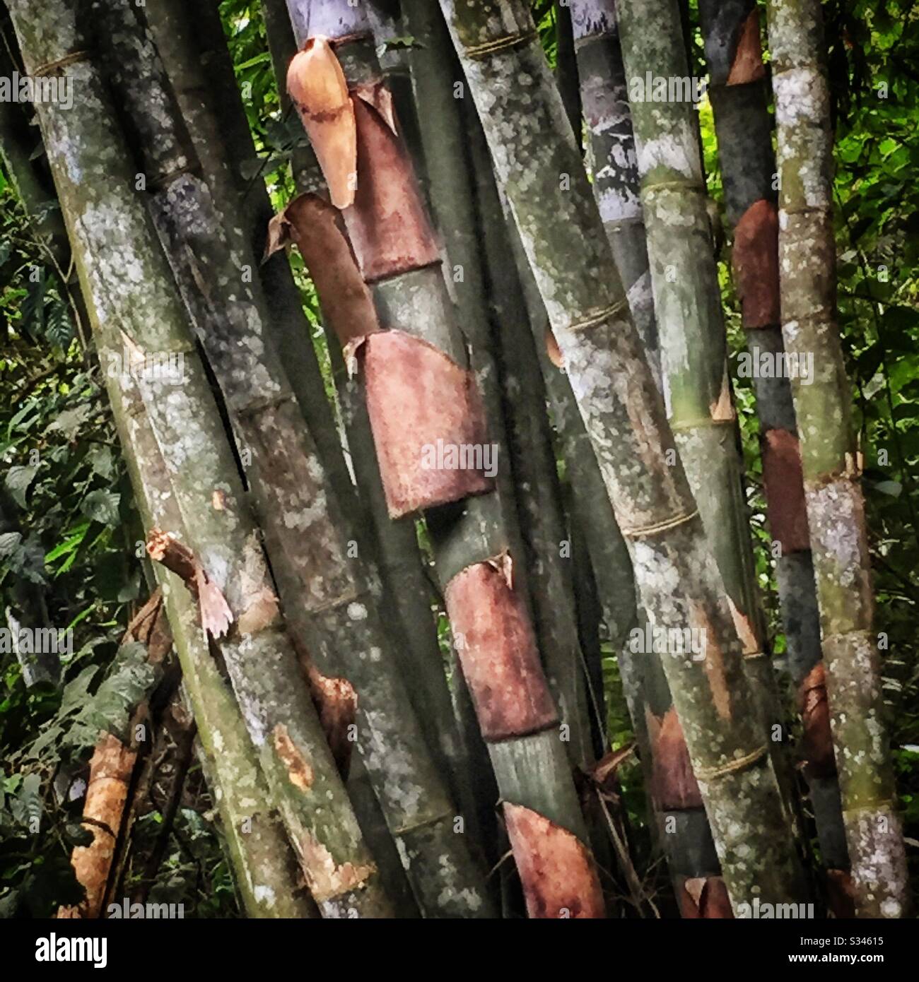 Bamboo, Pulau Banding (Banding Island), Perak, Malaysia - Smartphone Captured Stock Image