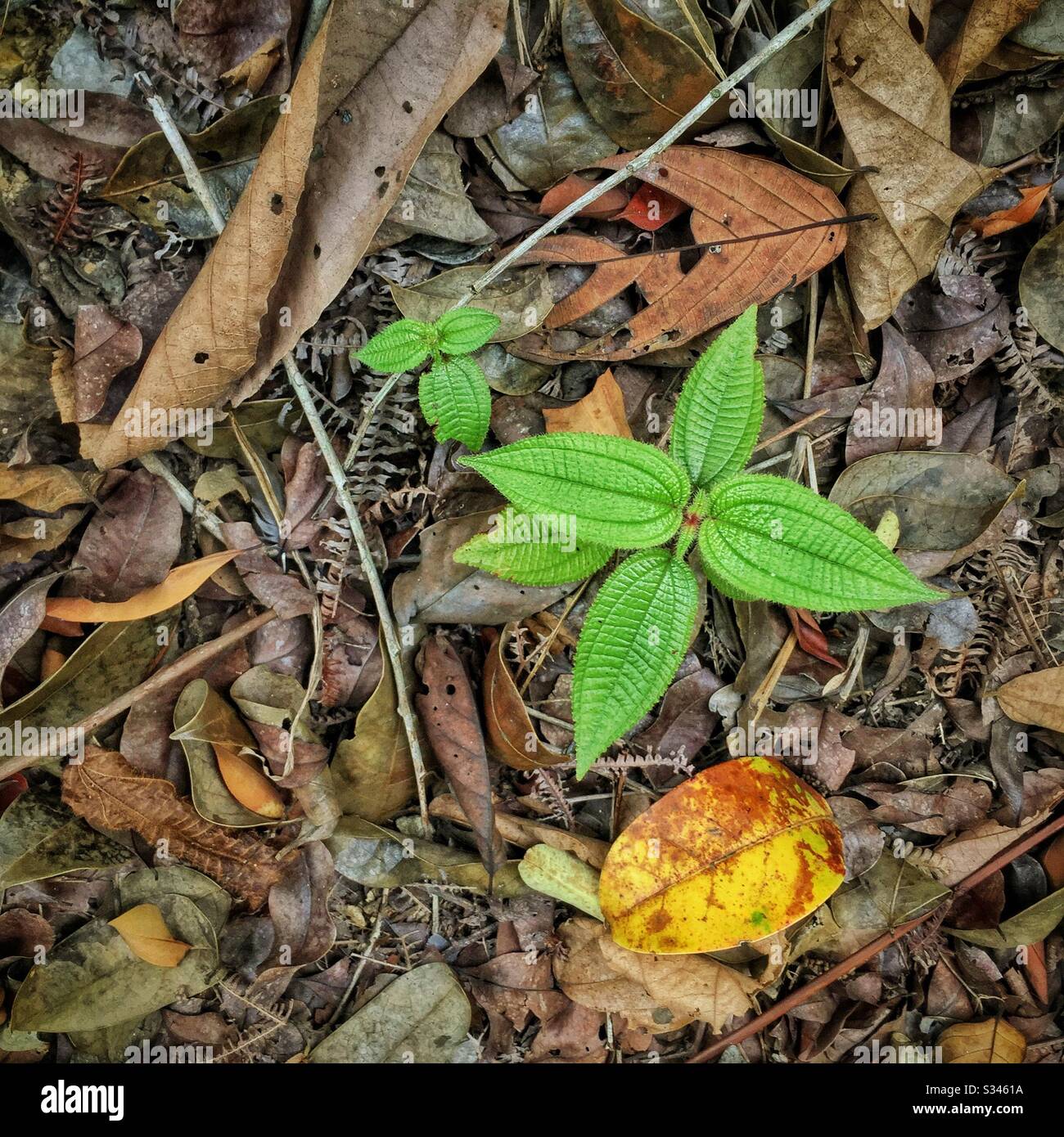 Young Clidemia hirta plants, an invasive species known as Soapbush or Koster's Curse, among fallen leaves, ferns and twigs on the forest floor, Pulau Banding (Banding Island), Perak, Malaysia Stock Photo