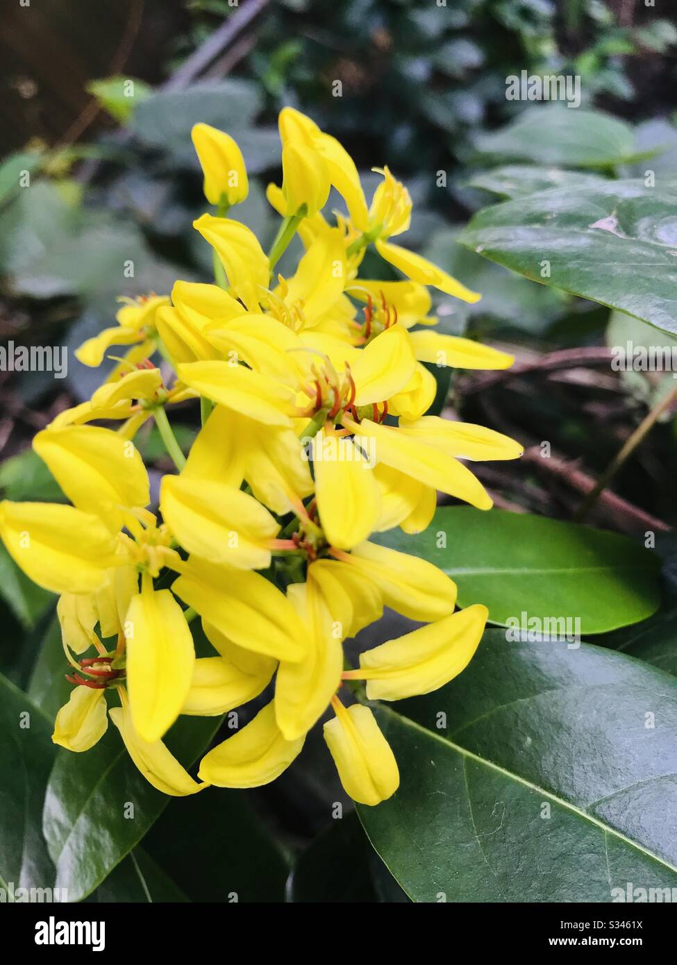 Tristellateia australasiae aka Maiden's jealousy -Malpighiaceae family-close up pic-this pretty plant ,vine with bright yellow flowers is commonly seen in gardens and parks-star-shaped flowers Stock Photo